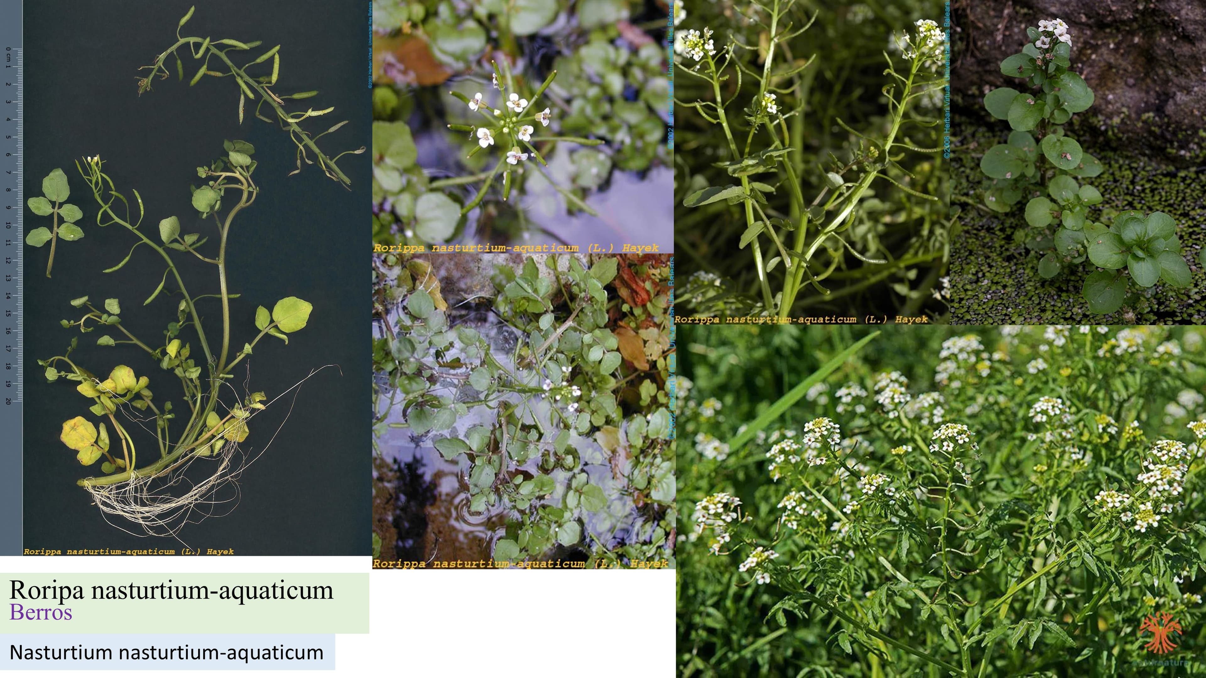 Roripa nasturtium-aquaticum