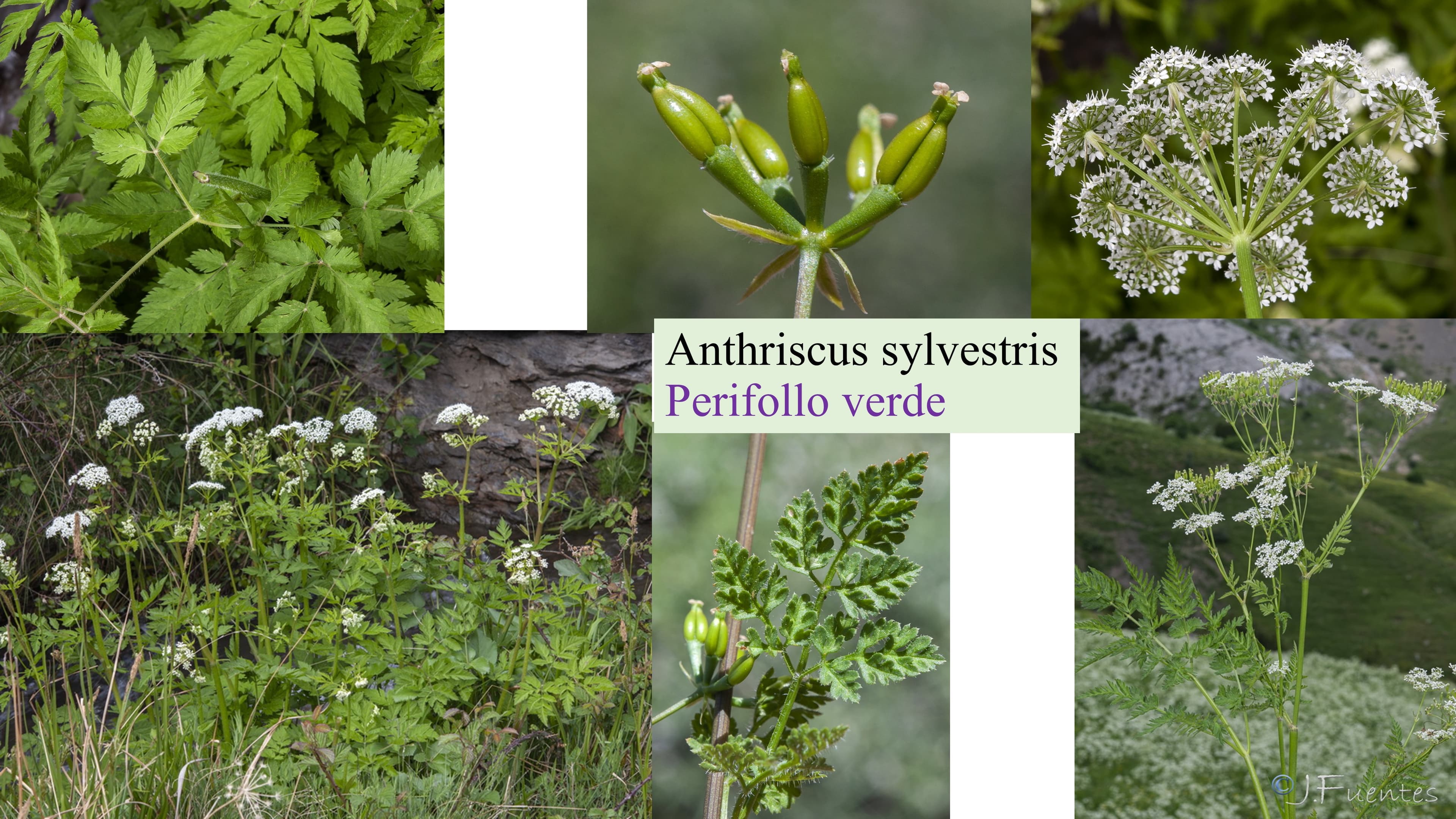 Anthriscus sylvestris