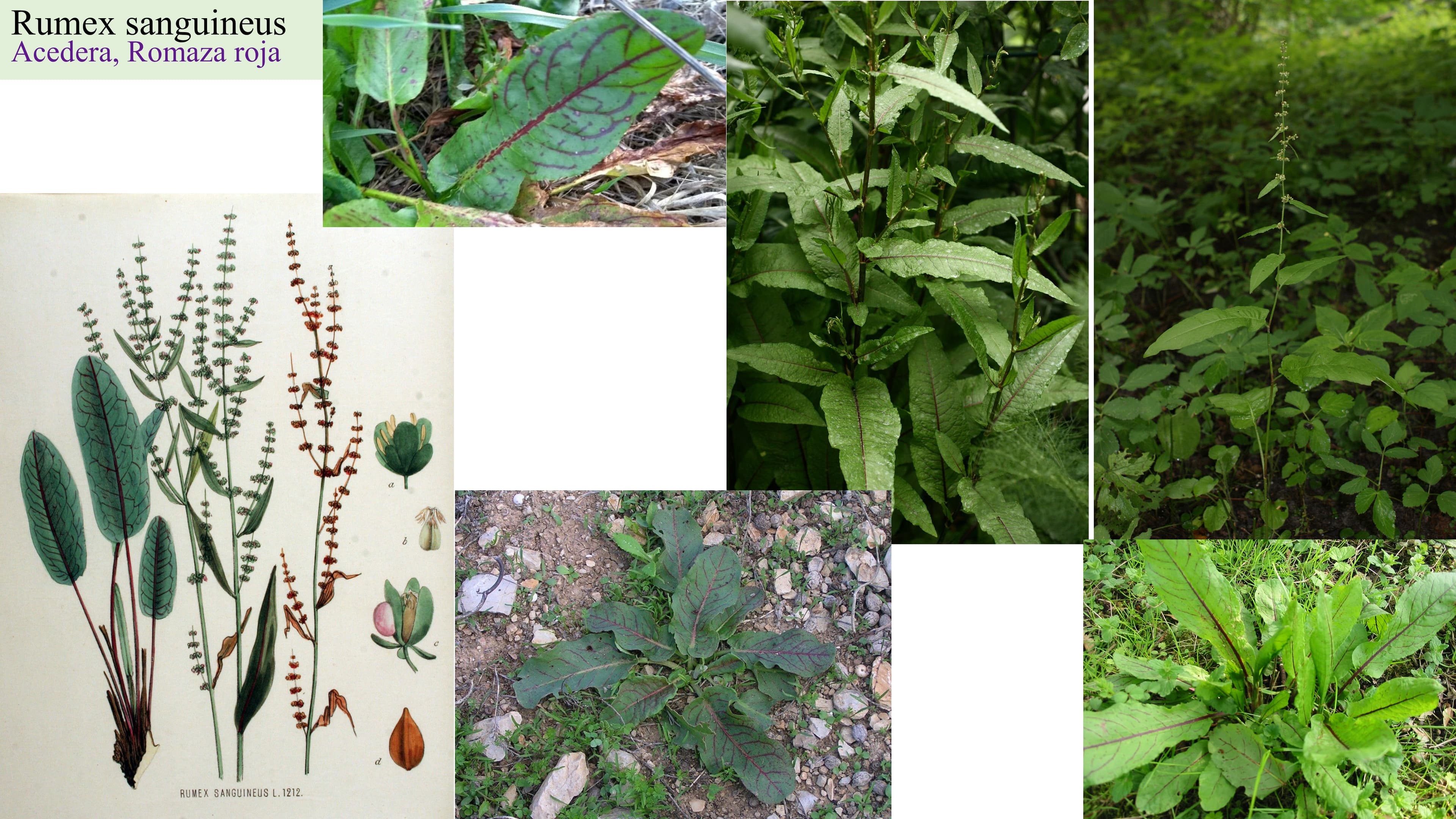 Rumex sanguineus