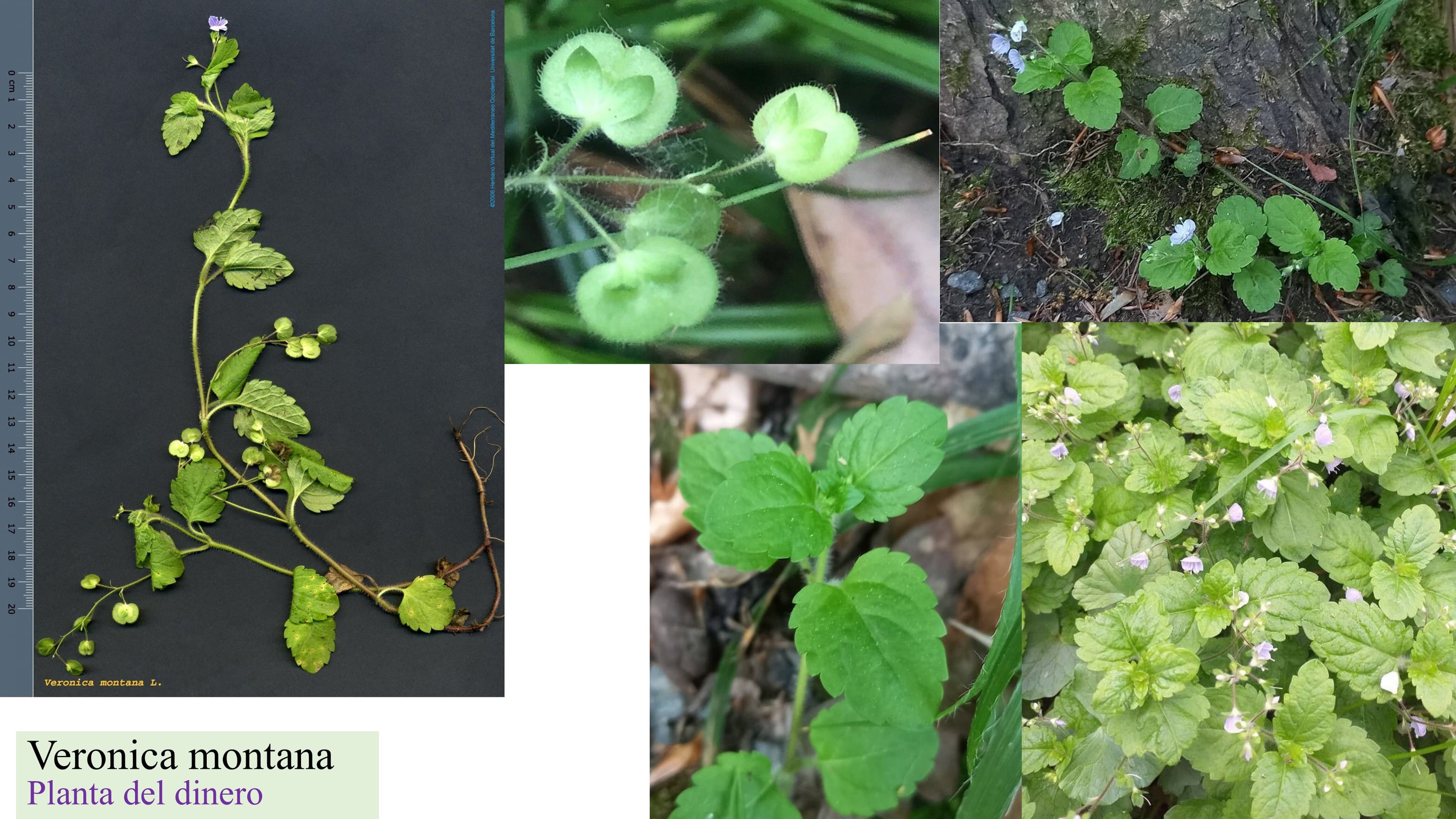 Veronica montana