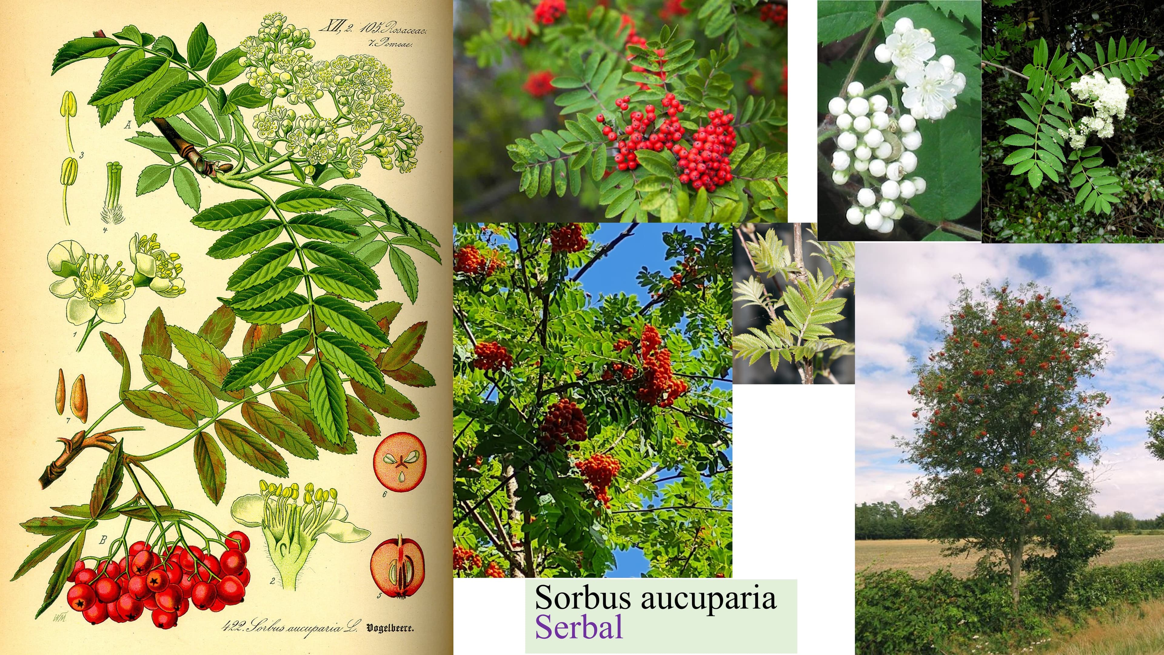 Sorbus aucuparia