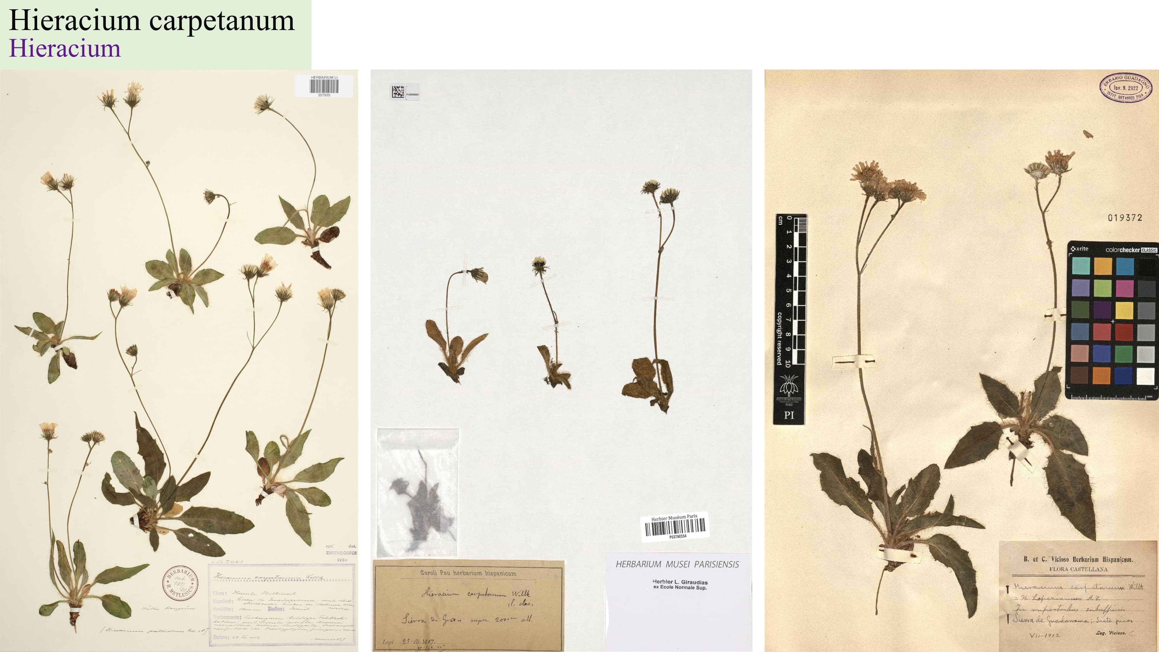 Hieracium carpetanum