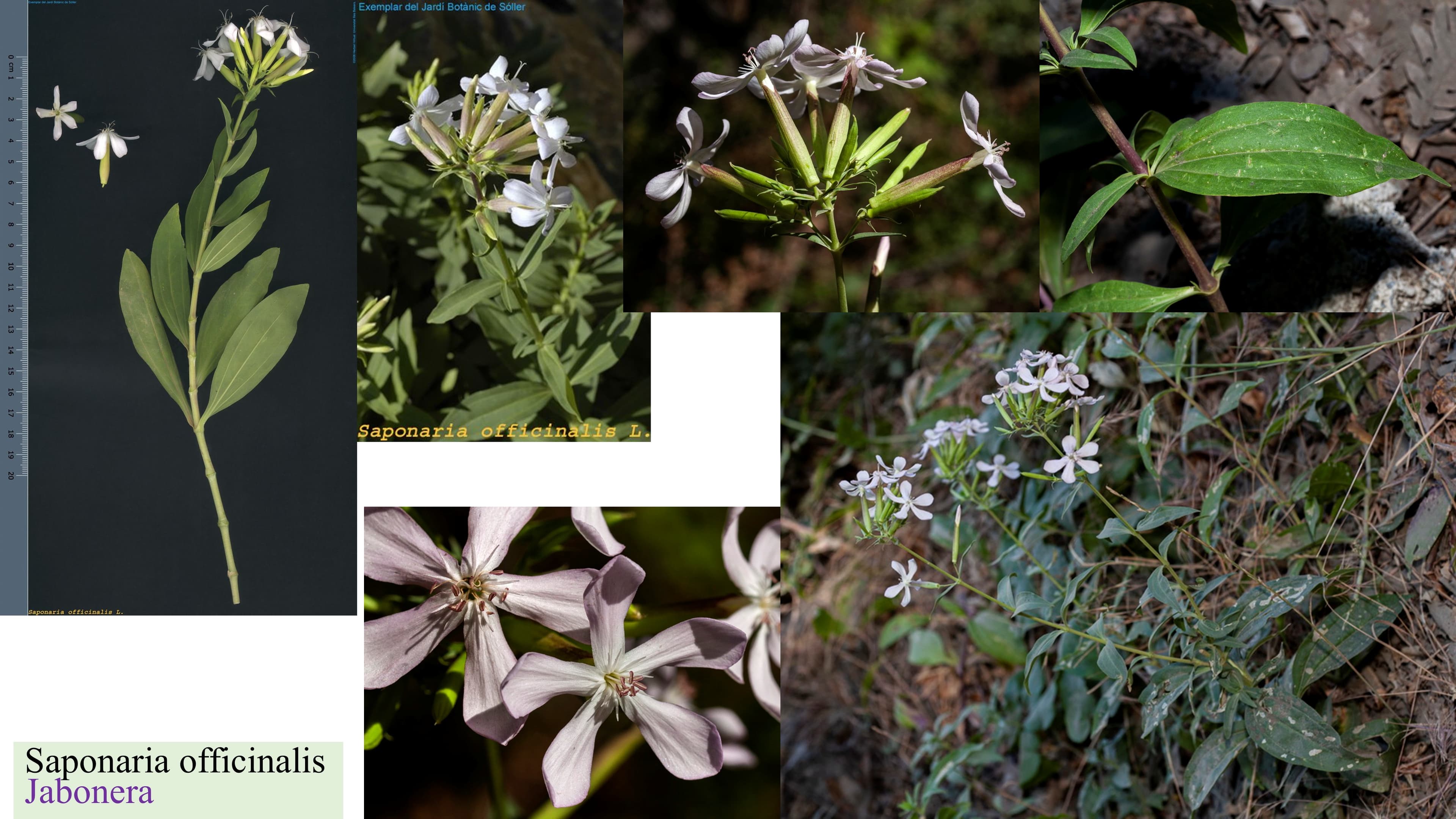 Saponaria officinalis
