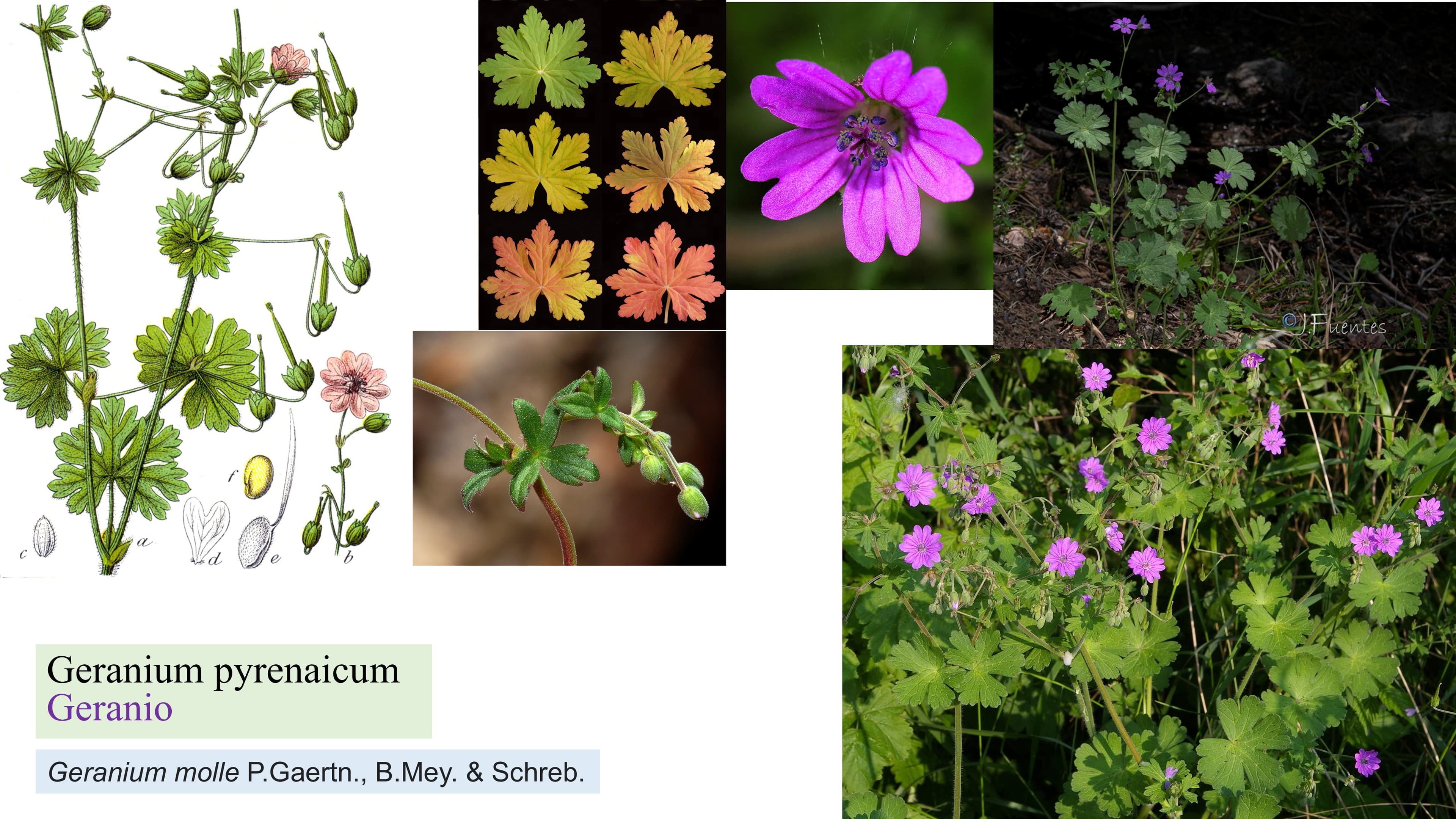 Geranium pyrenaicum