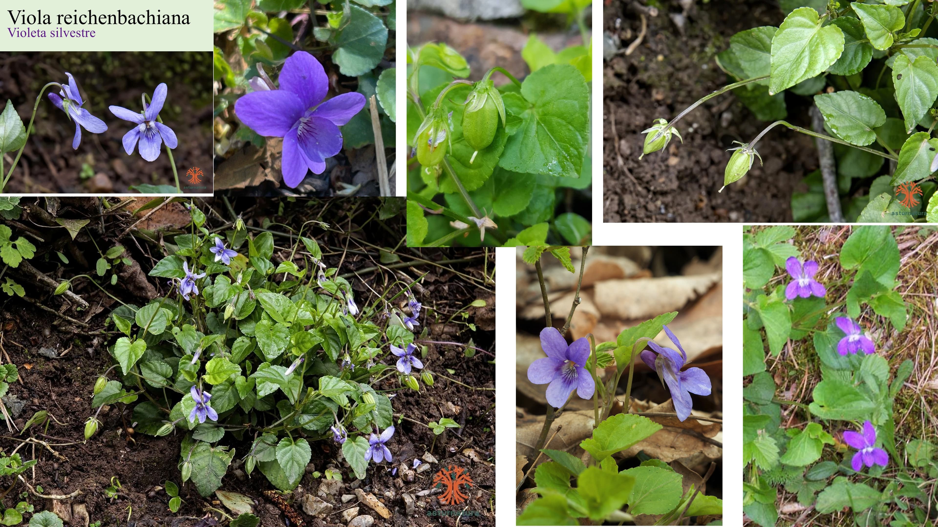 Viola reichenbachiana