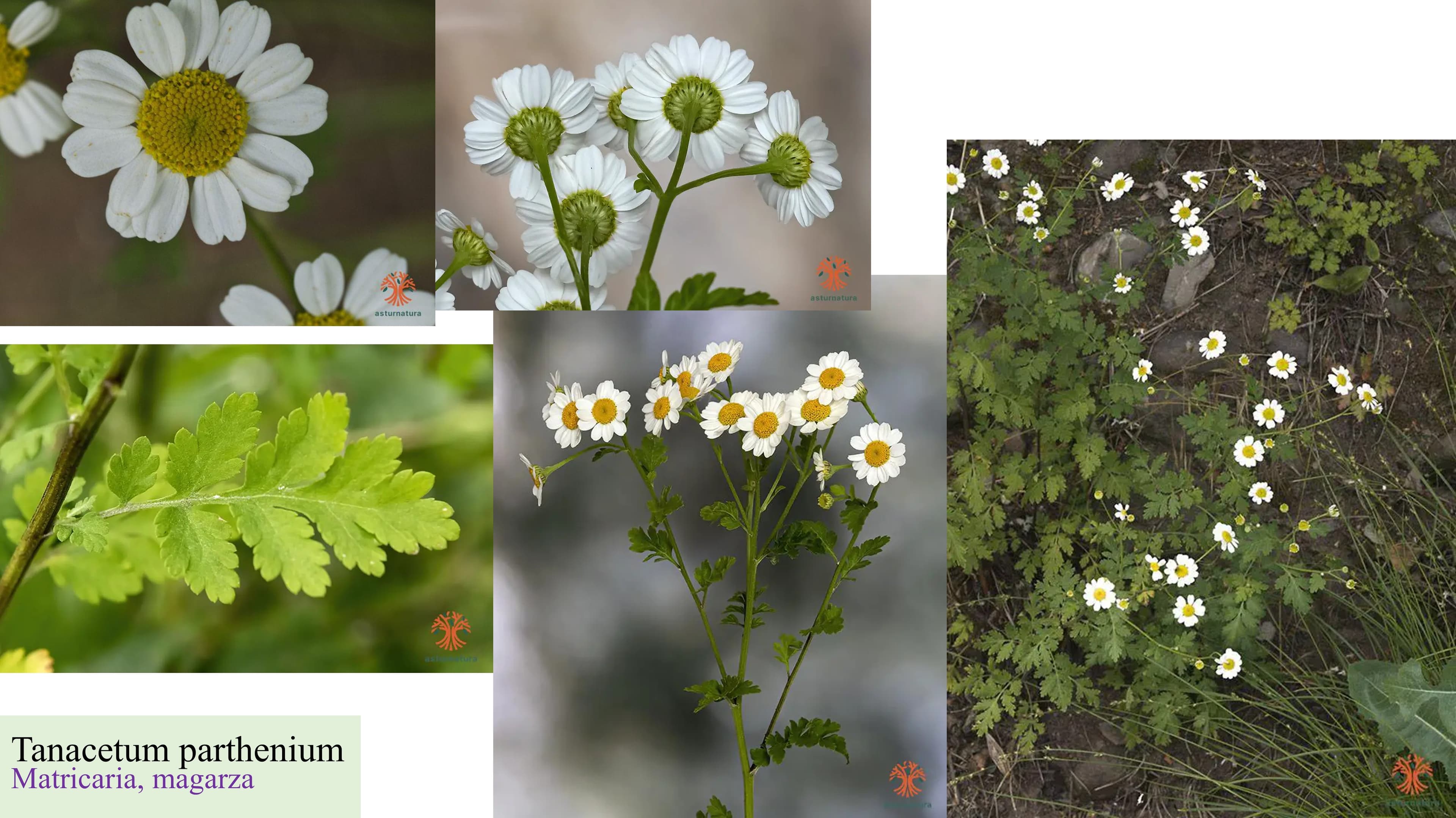 Tanacetum parthenium