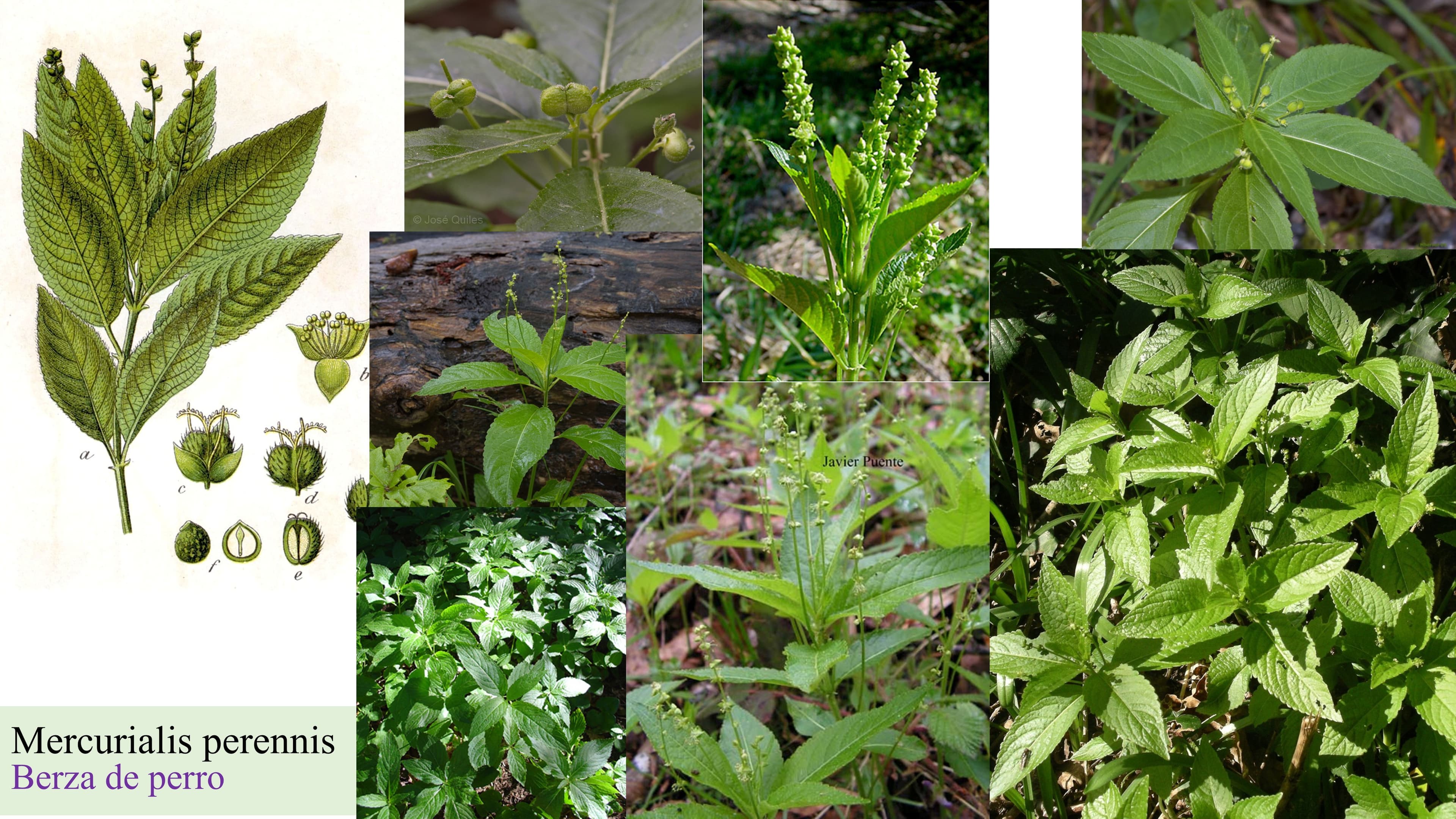 Mercurialis perennis