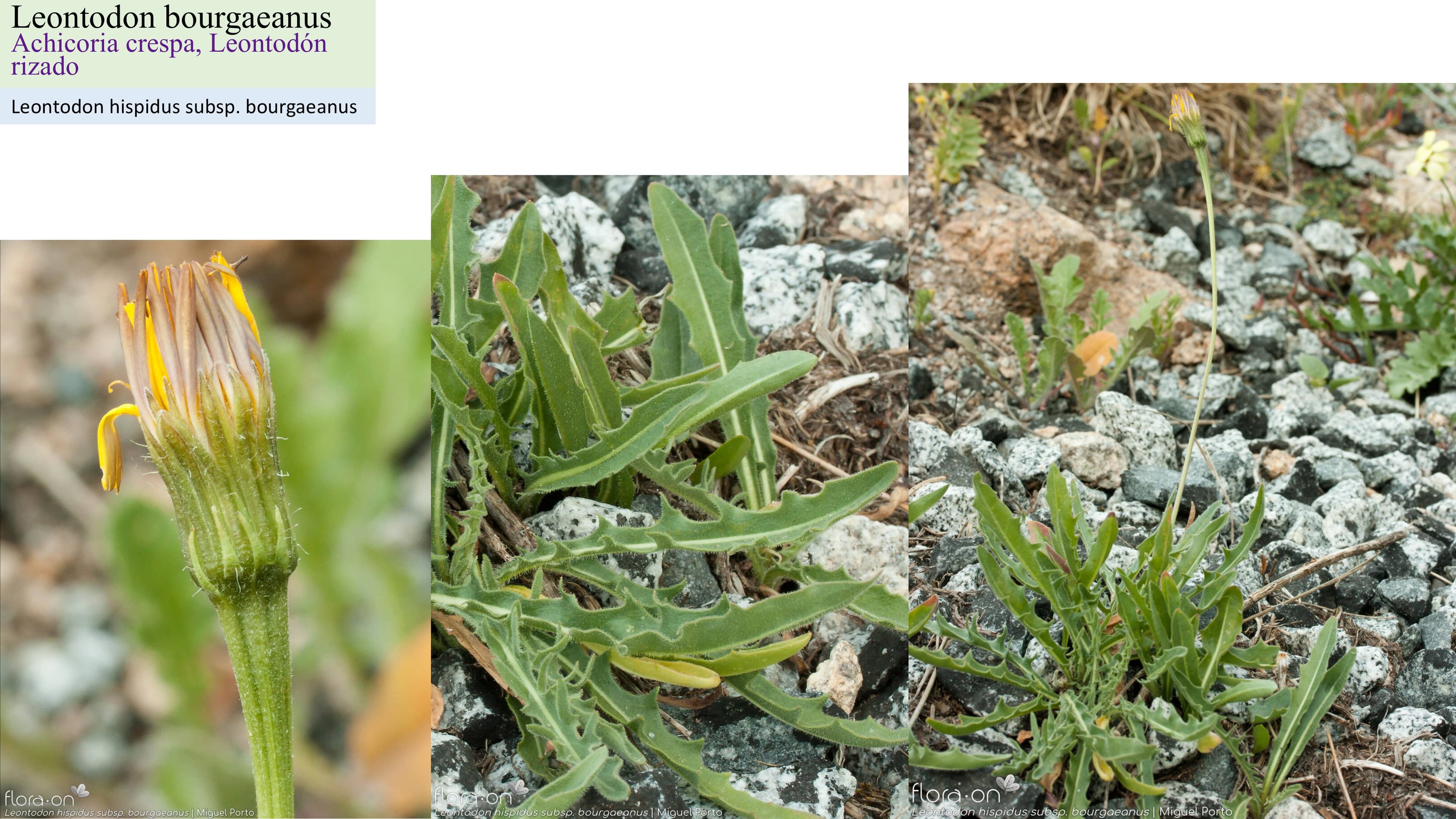 Leontodon bourgaeanus