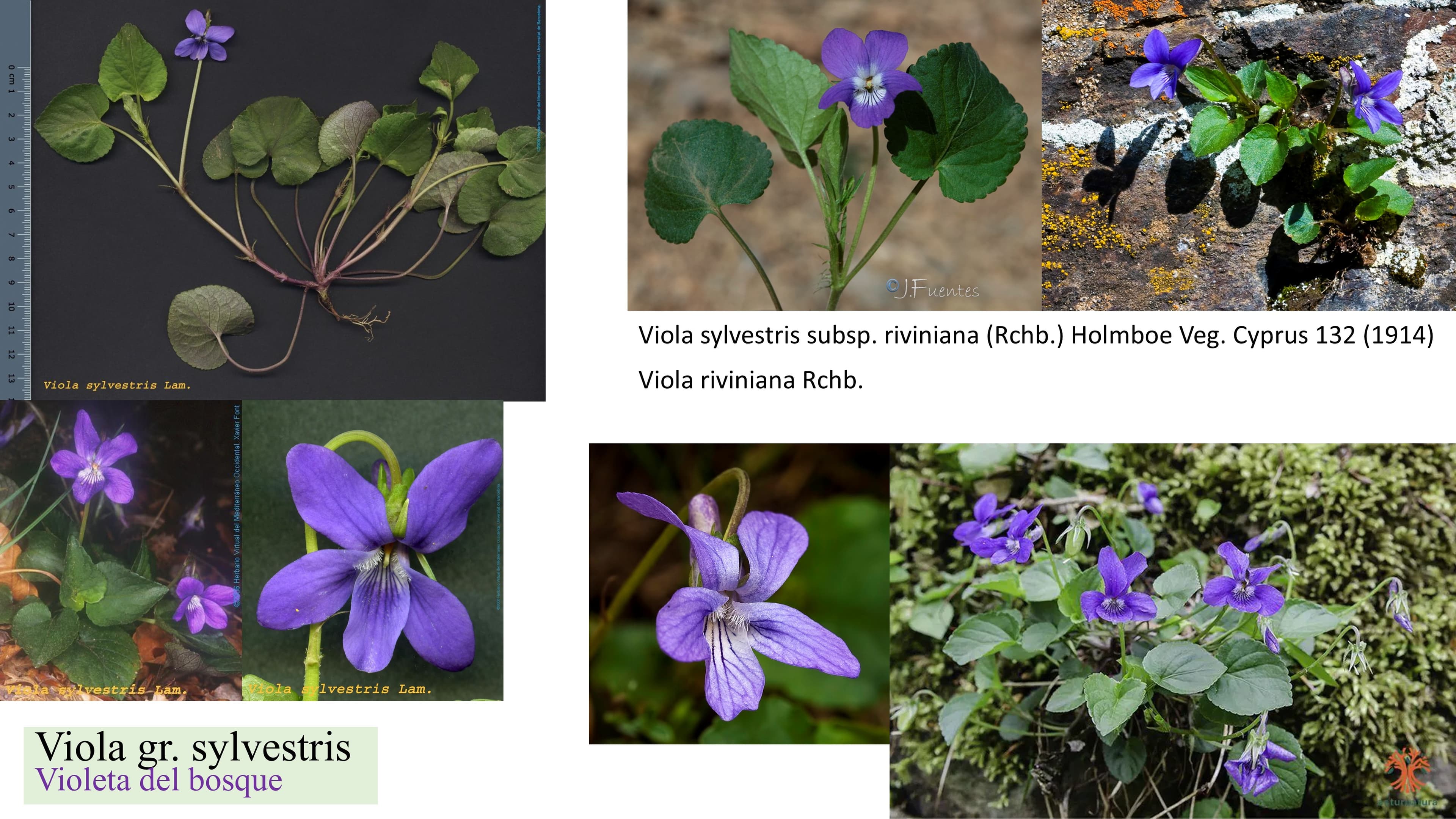 Viola gr. sylvestris