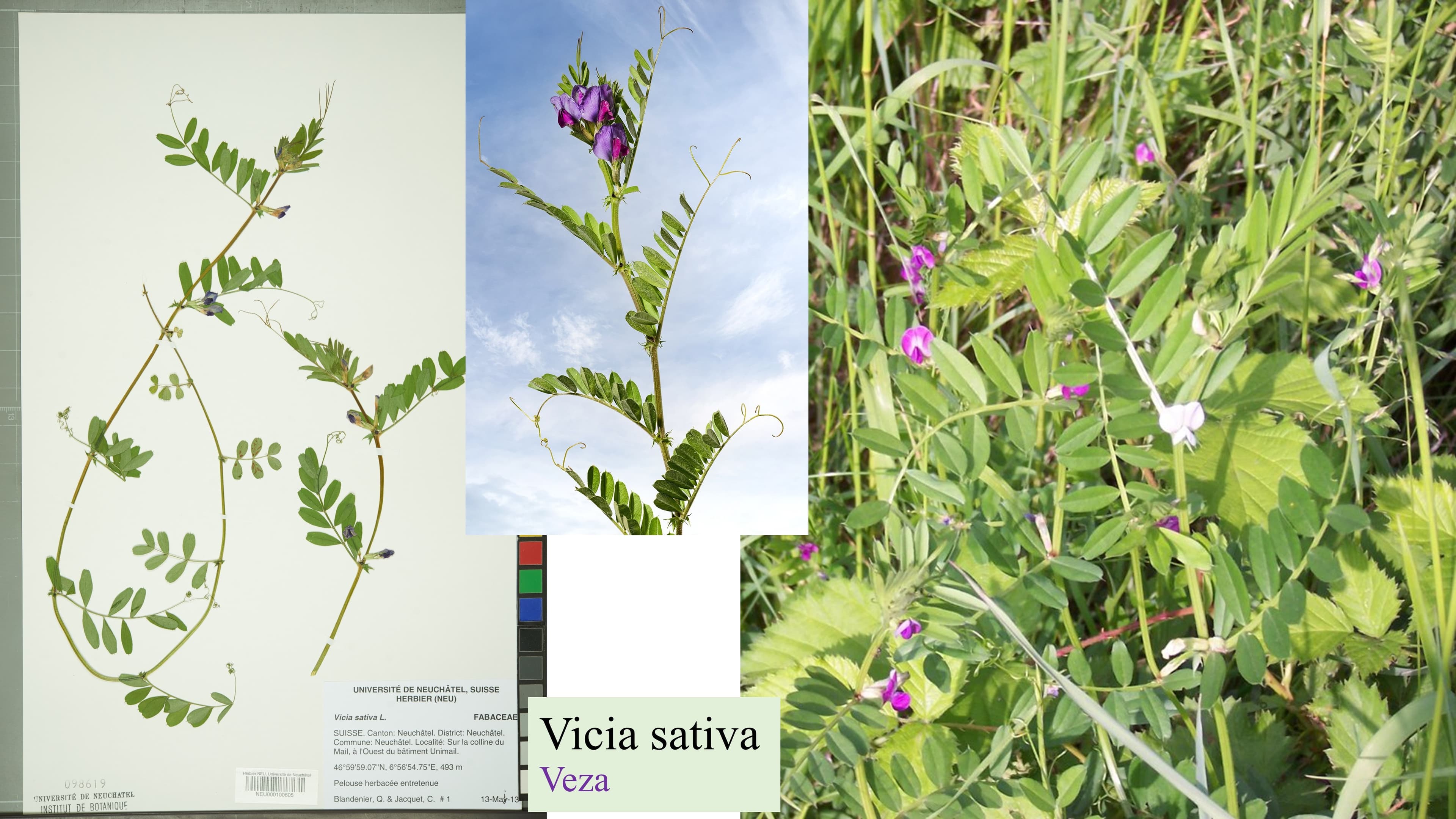 Vicia sativa