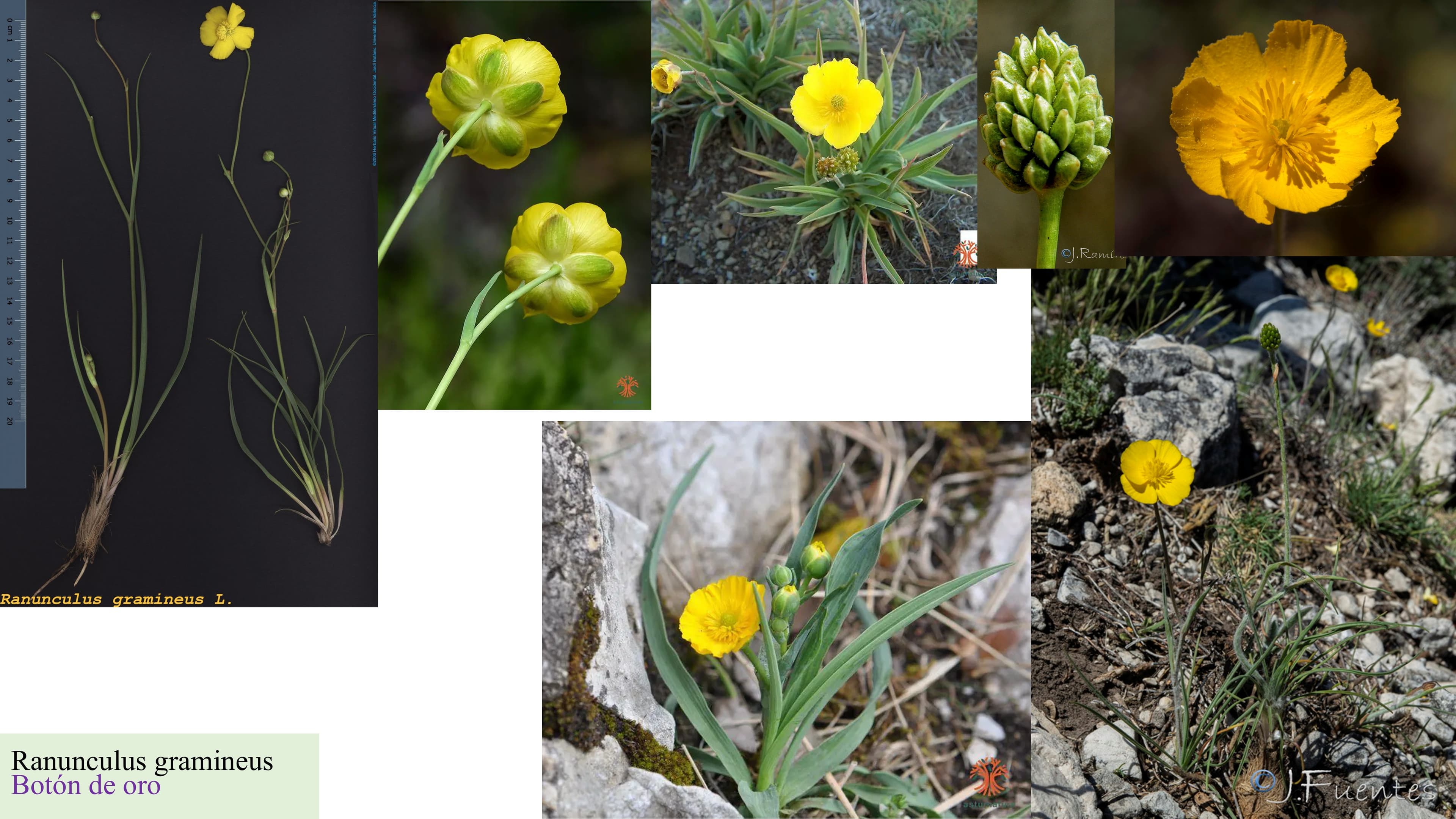 Ranunculus gramineus