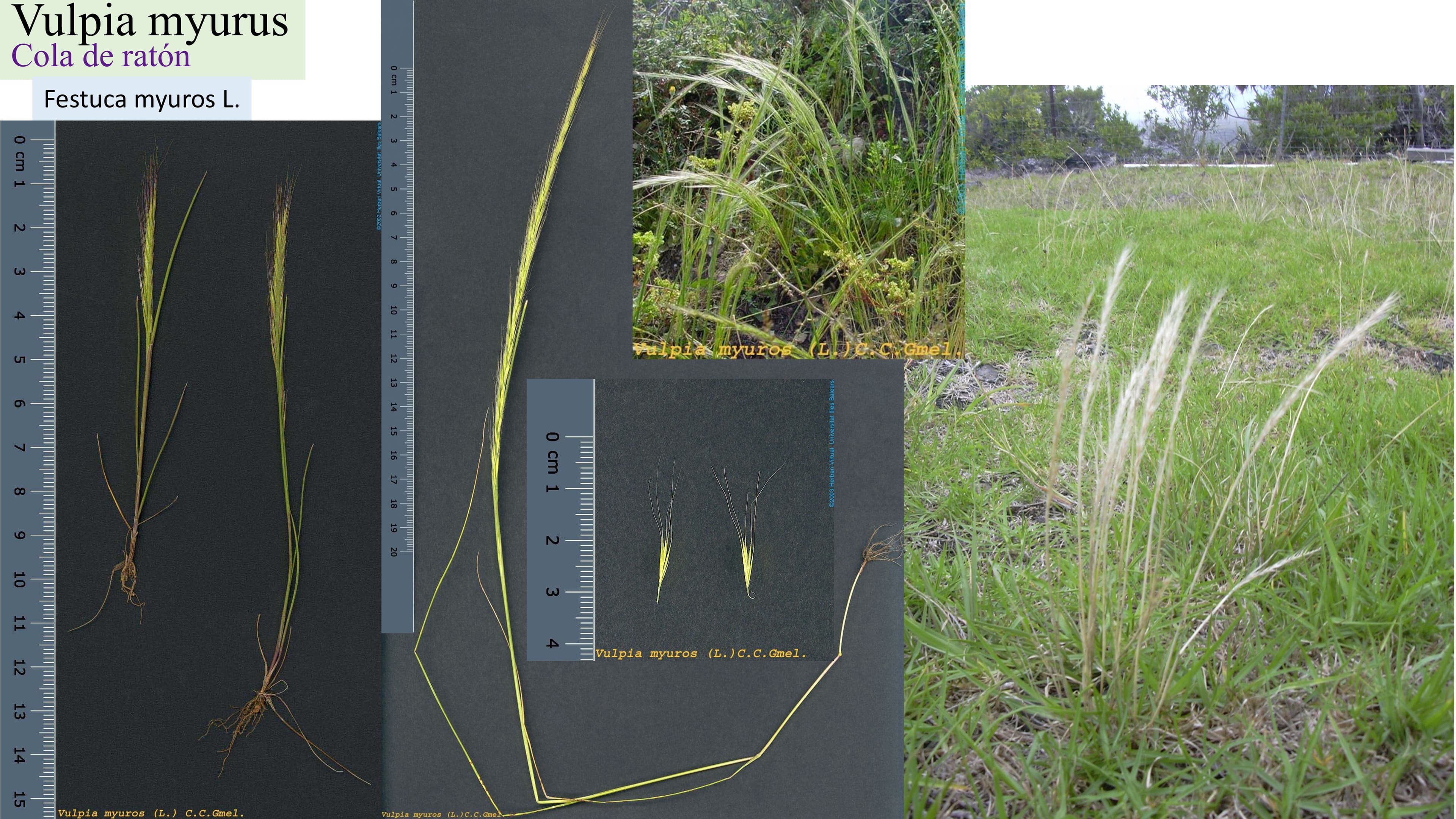 Vulpia myurus
