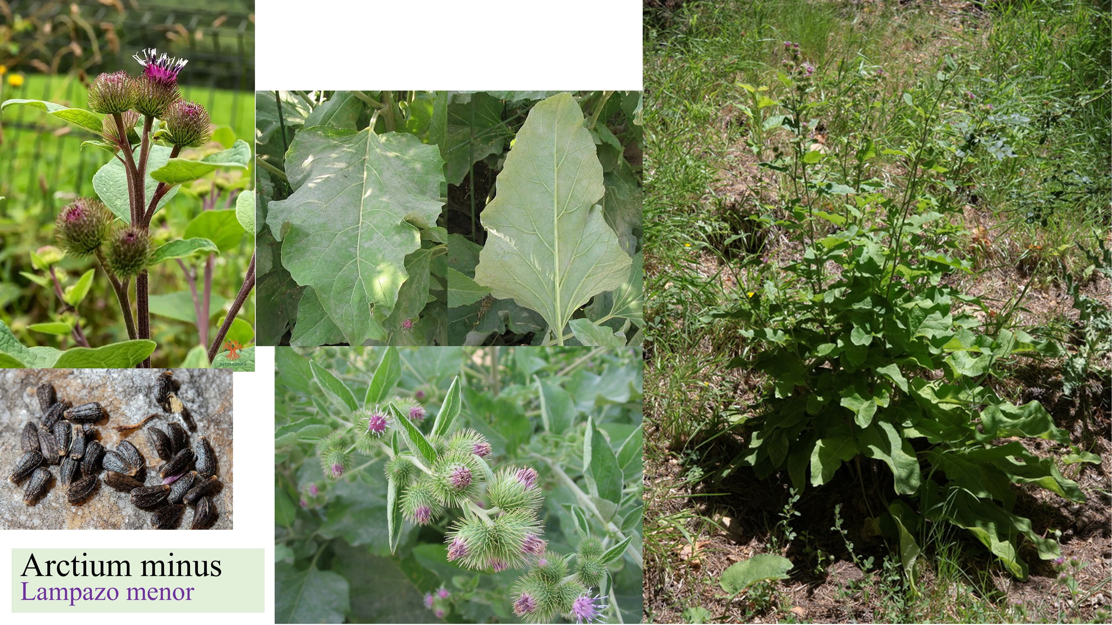 Arctium minus