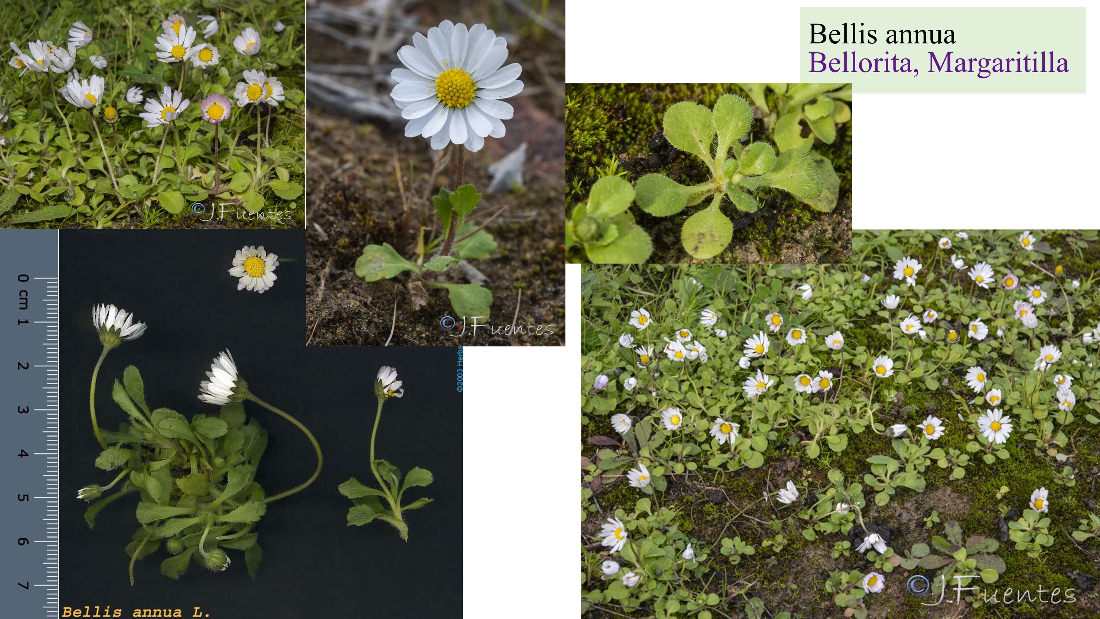 Bellis annua