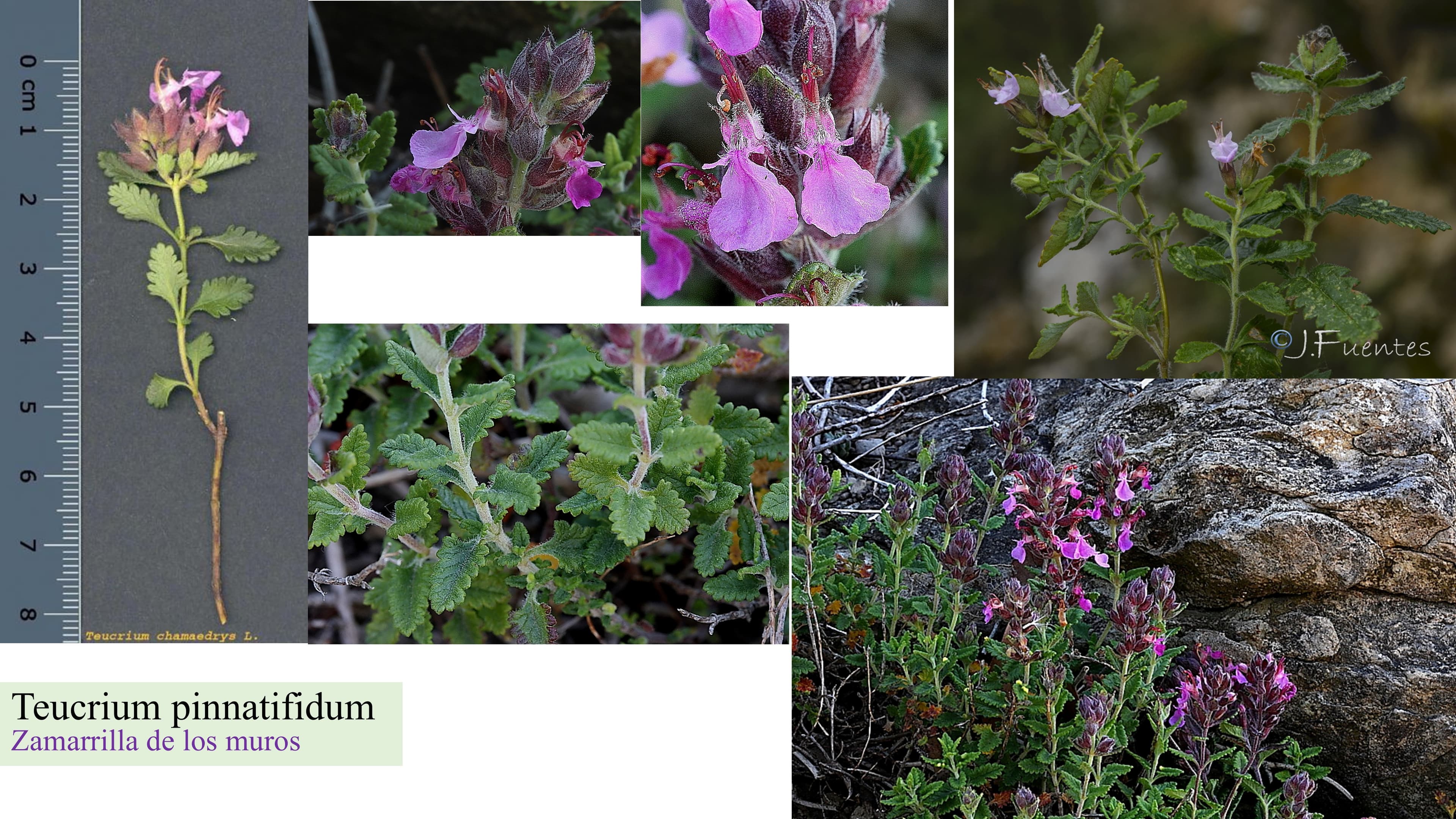Teucrium pinnatifidum