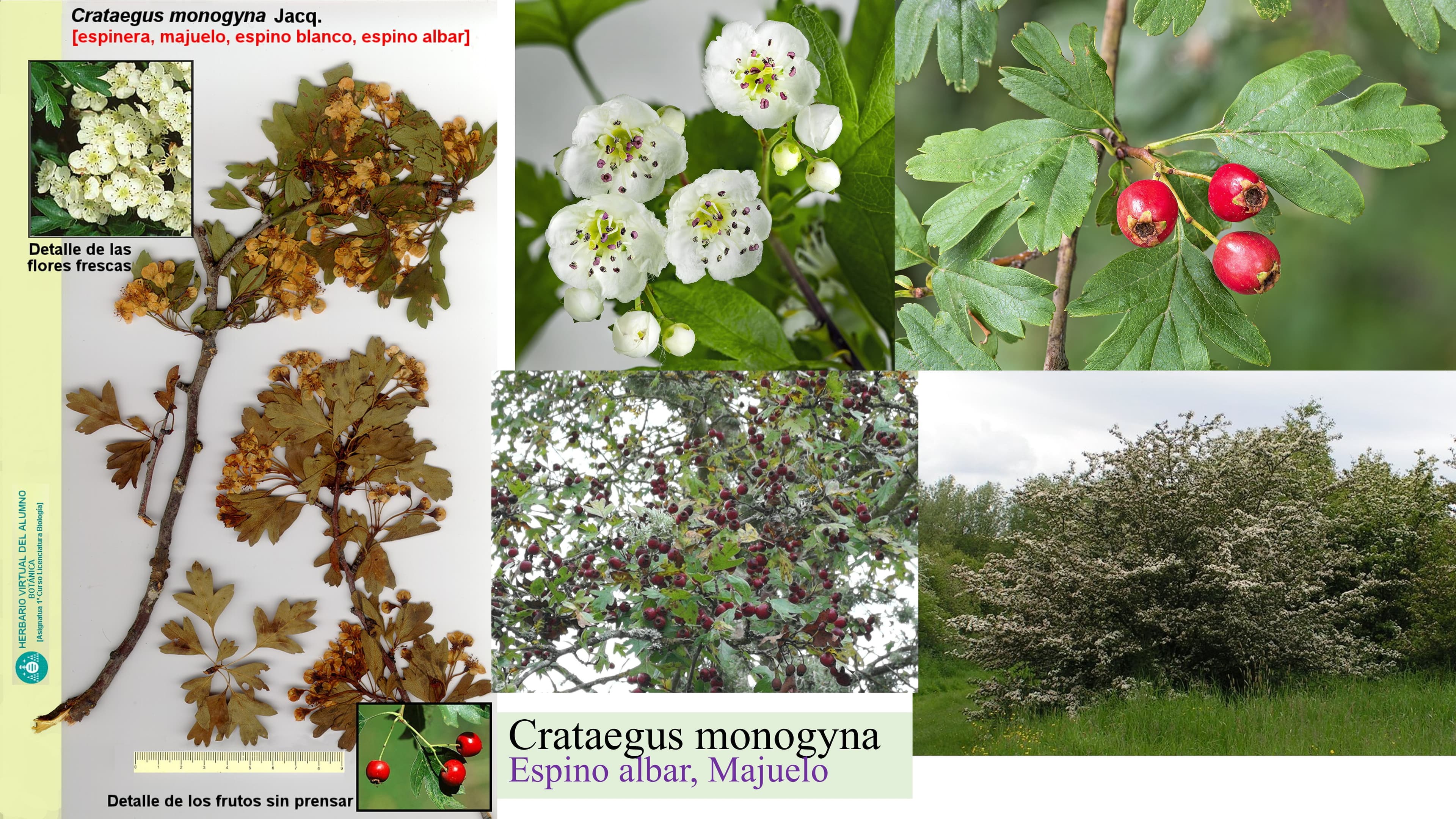 Crataegus monogyna