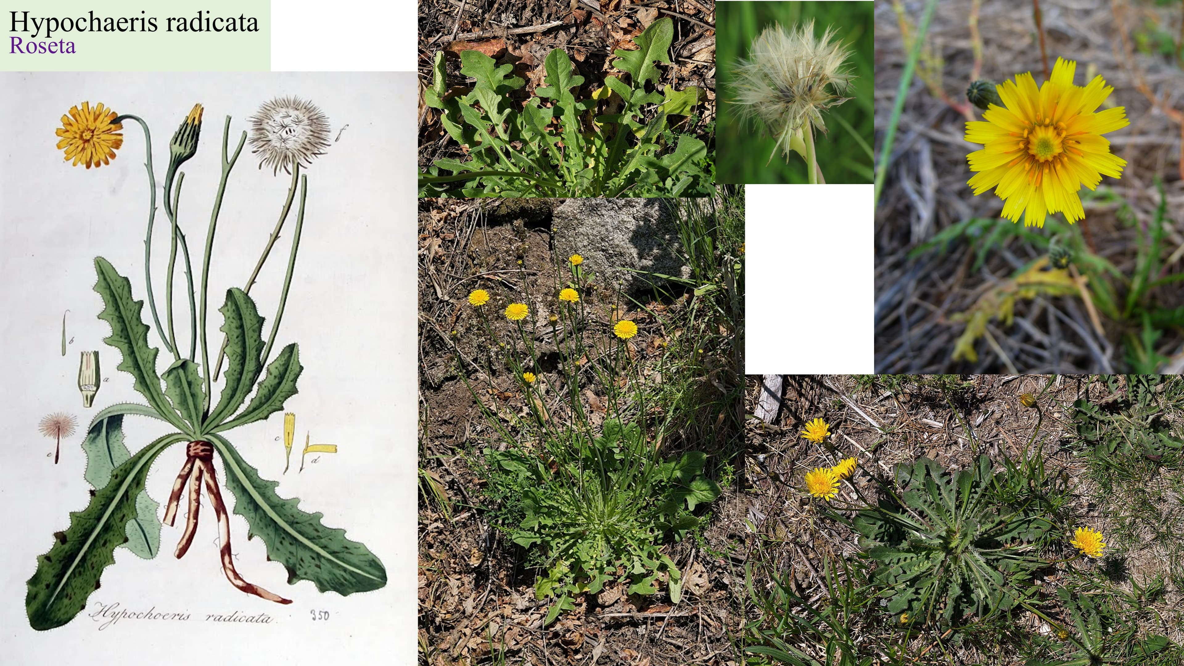 Hypochaeris radicata