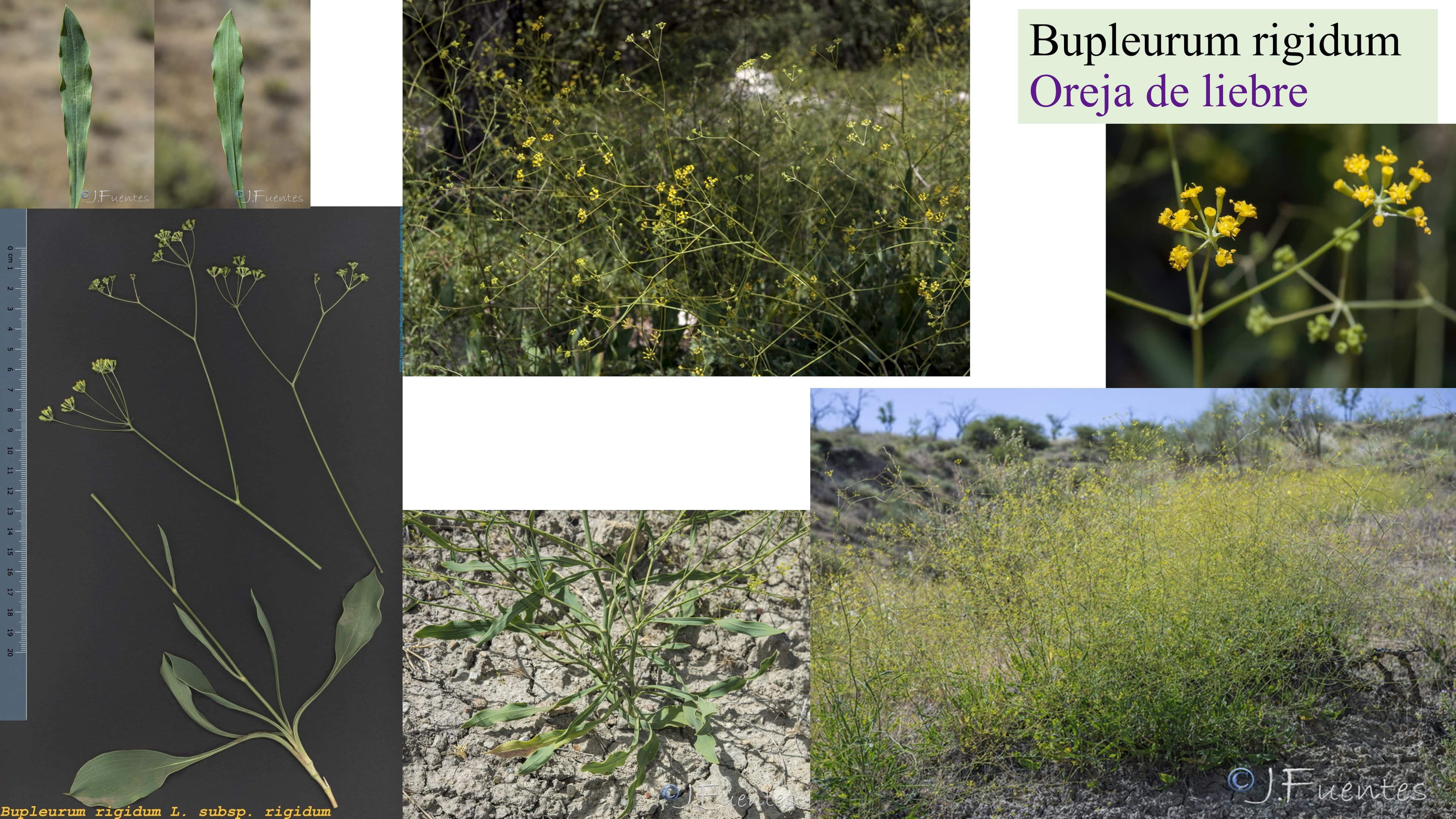 Bupleurum rigidum