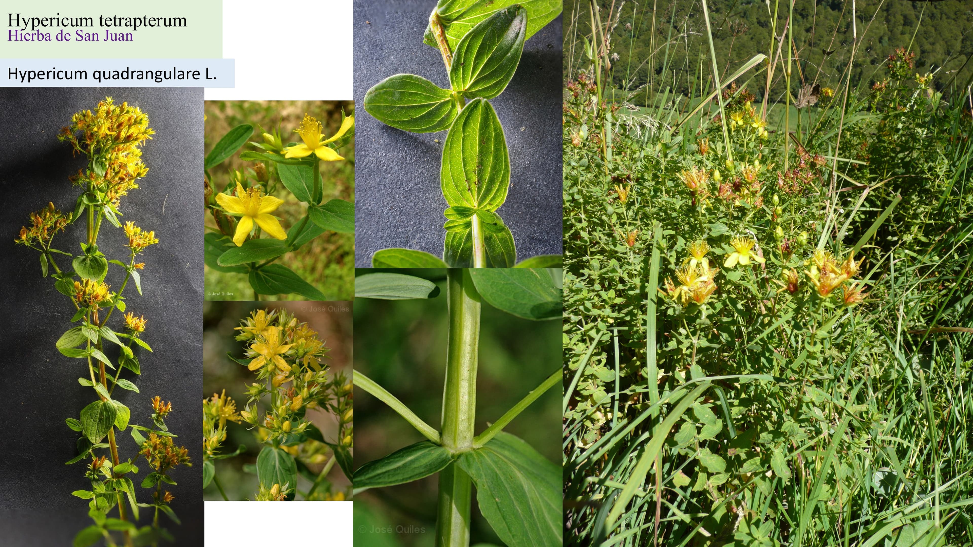 Hypericum tetrapterum