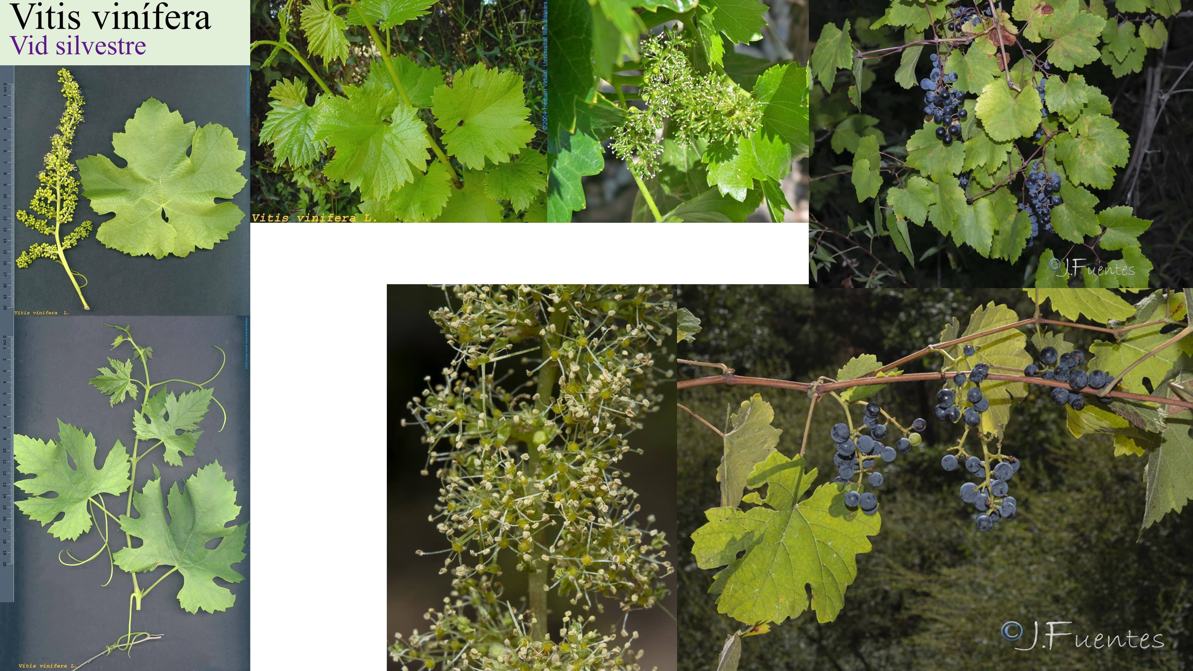 Vitis vinifera