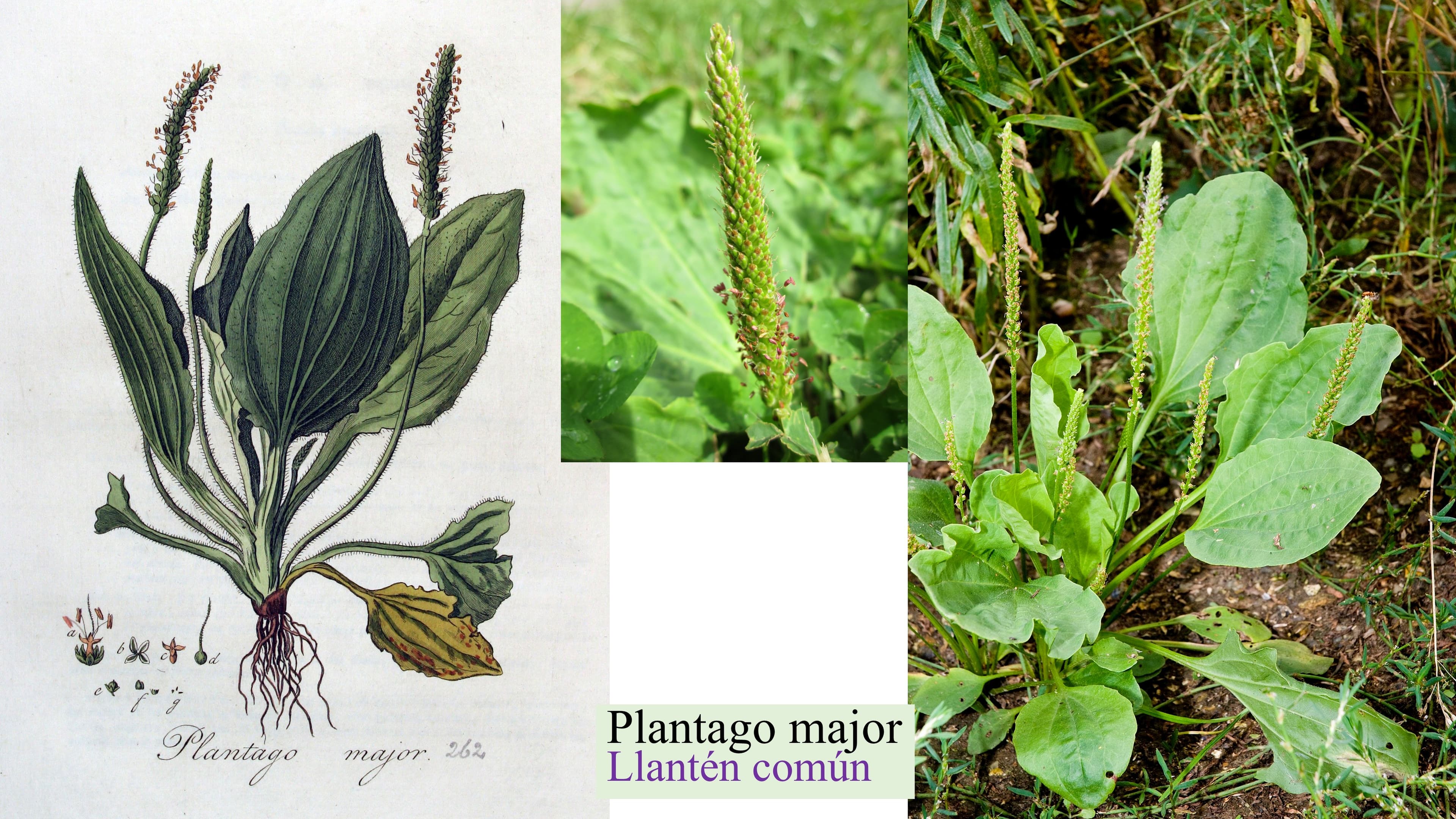 Plantago major