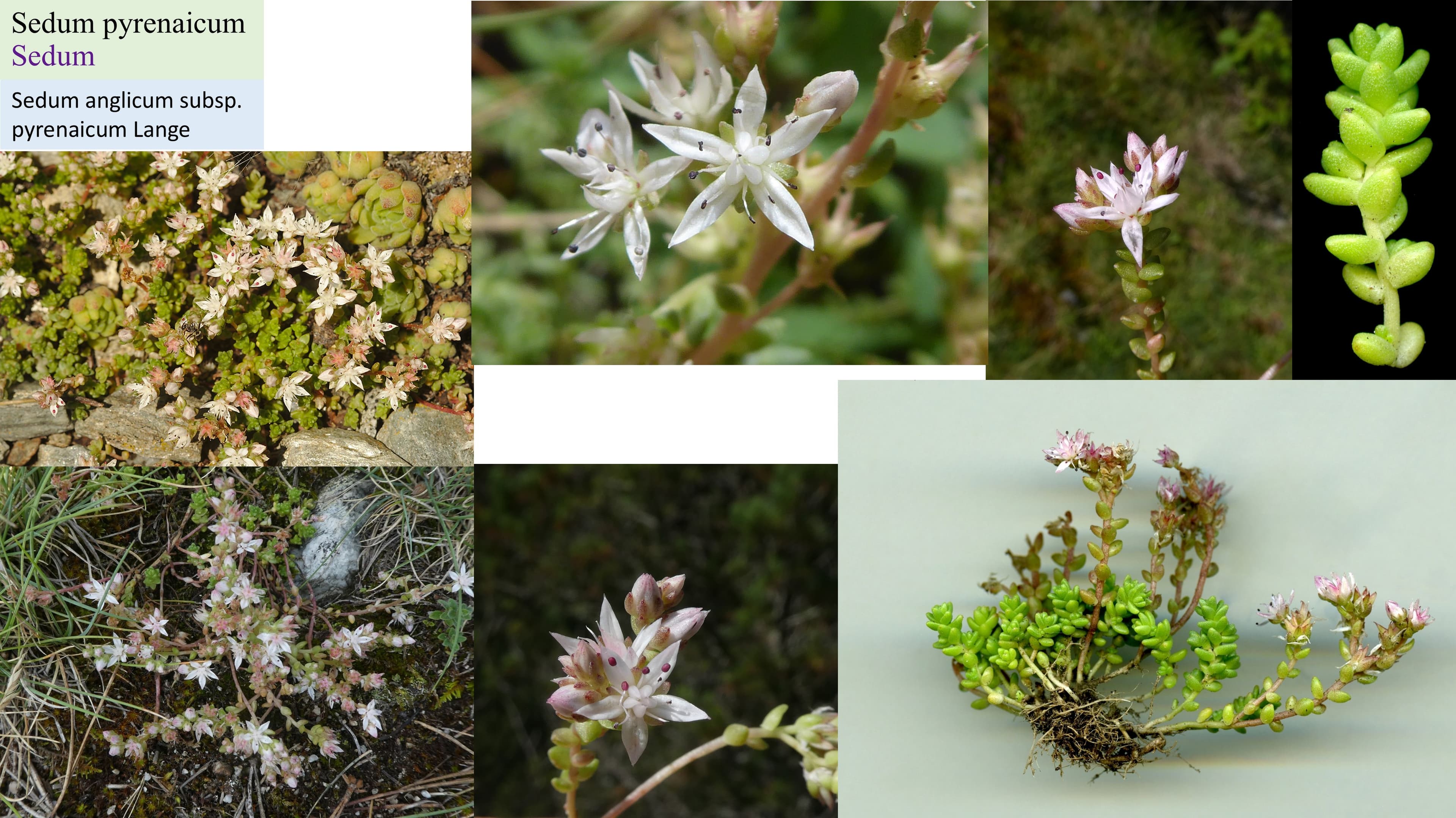 Sedum pyrenaicum