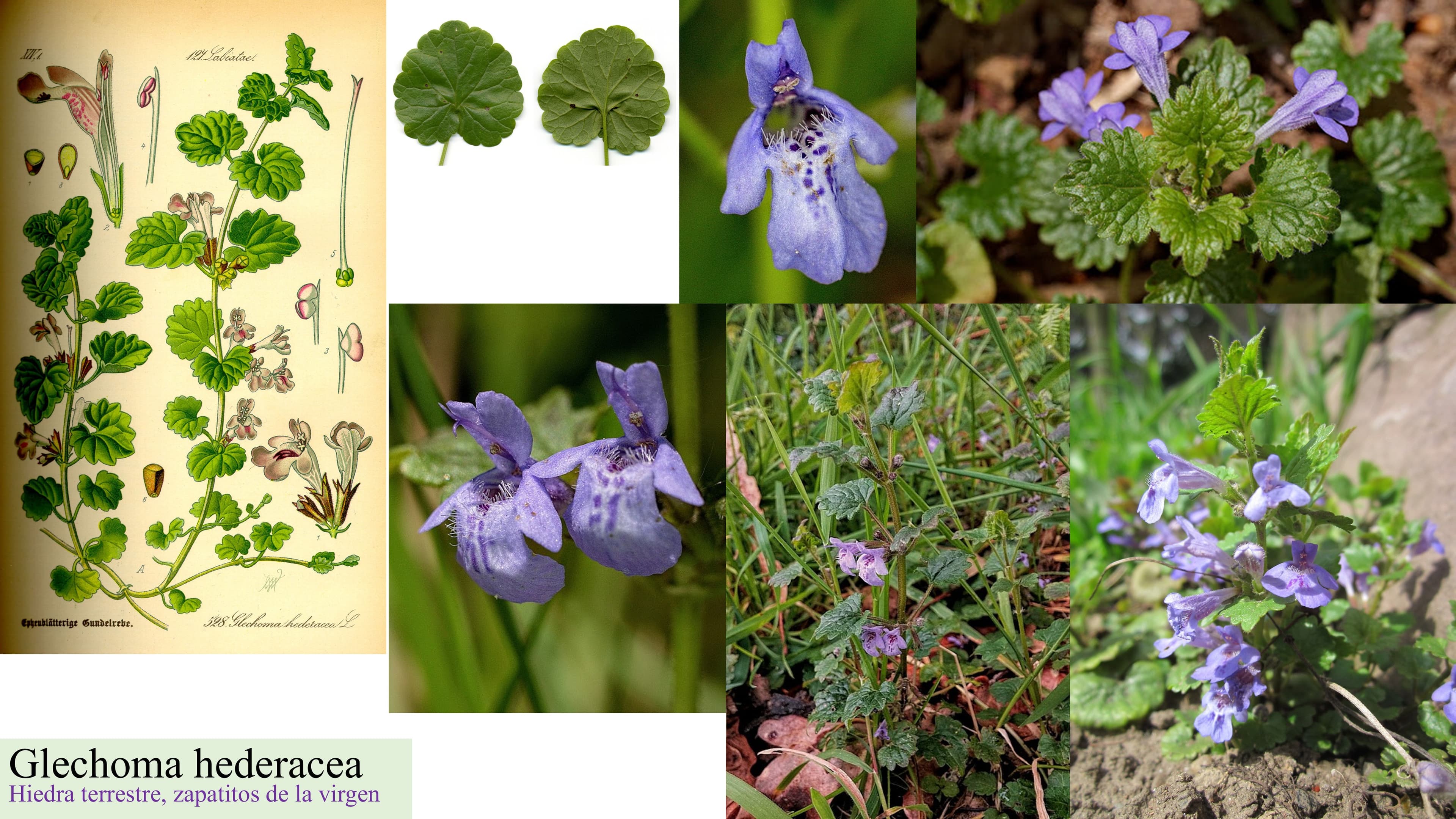 Glechoma hederacea