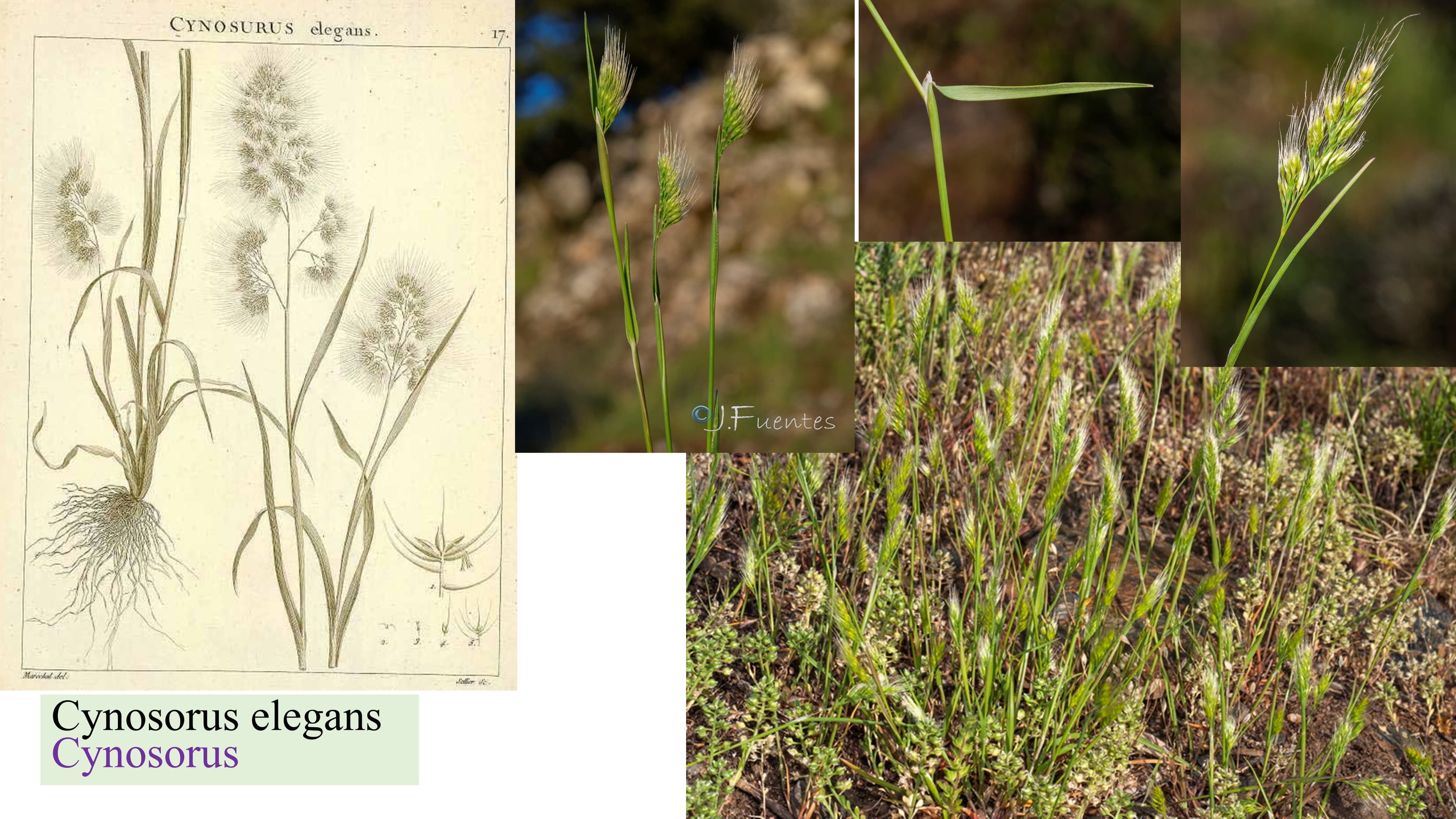 Cynosurus elegans
