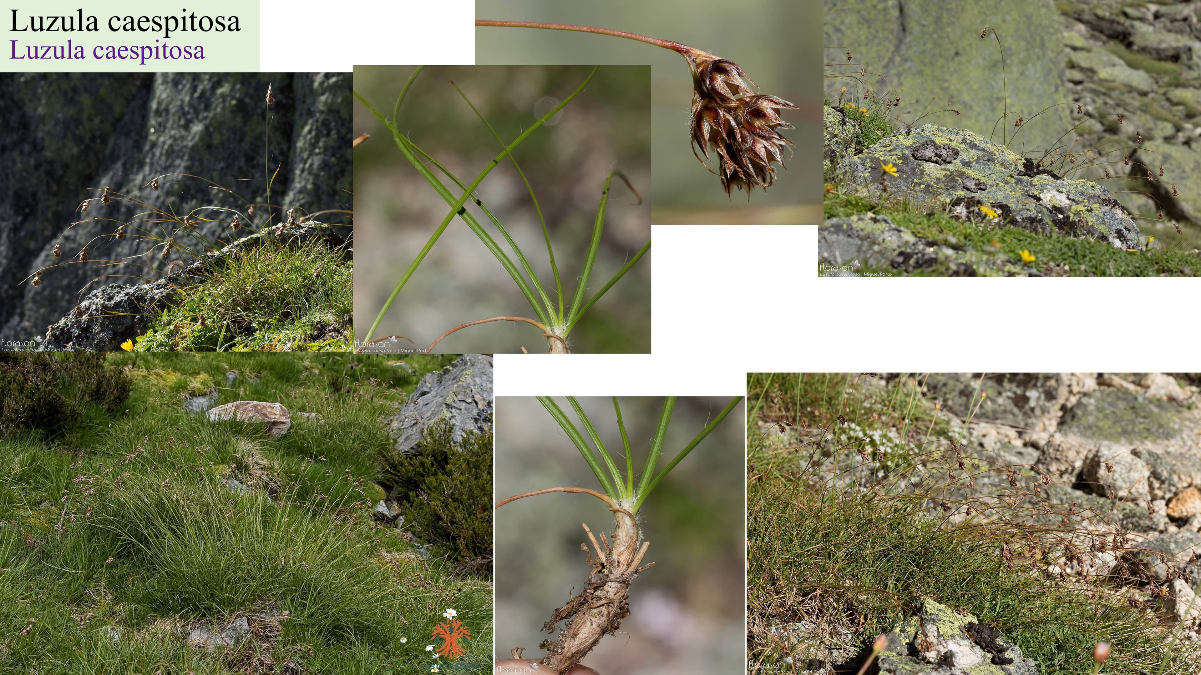Luzula caespitosa