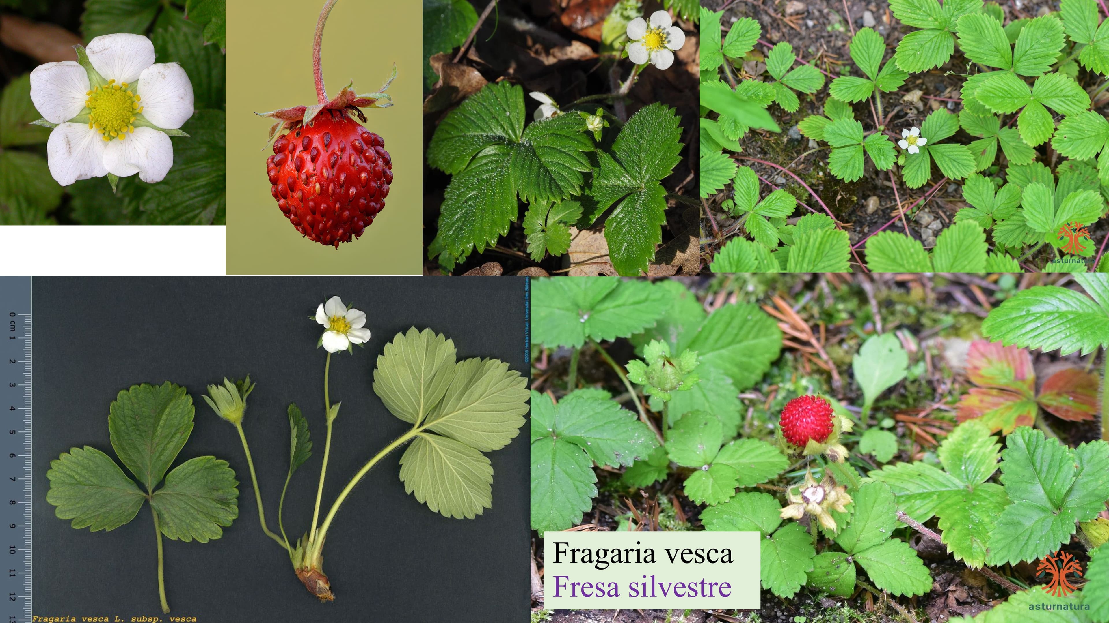 Fragaria vesca