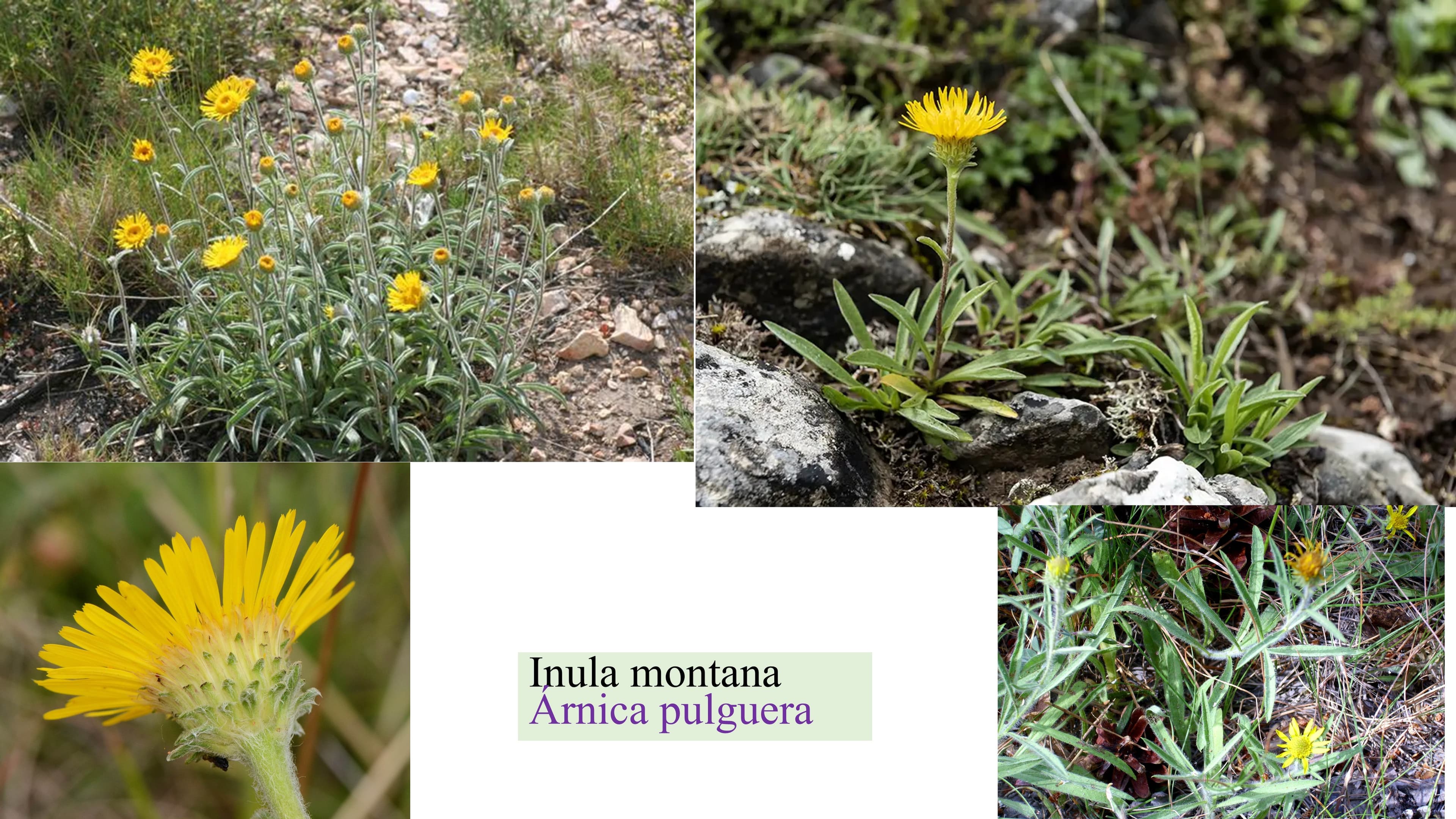 Inula montana