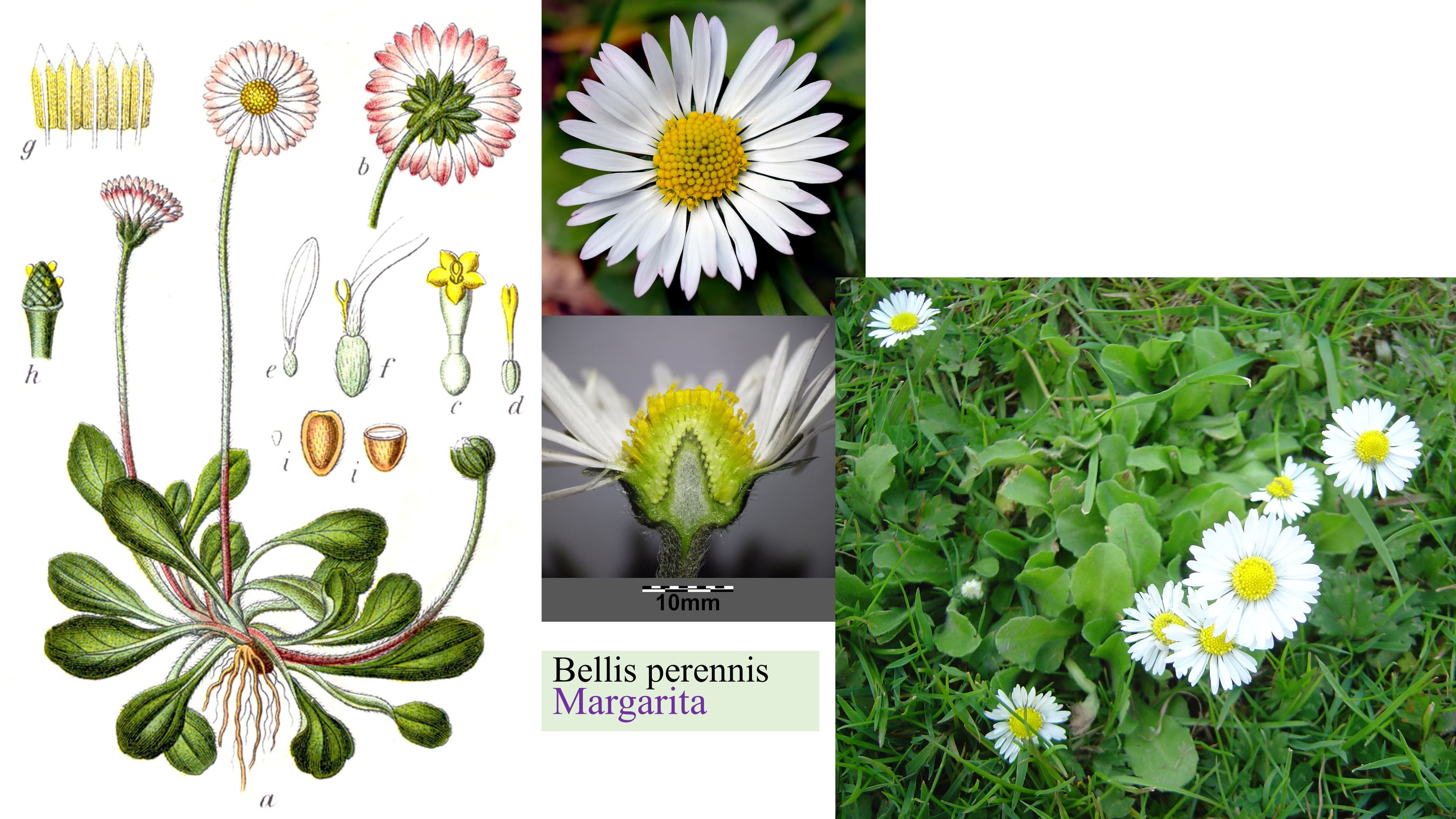 Bellis perennis