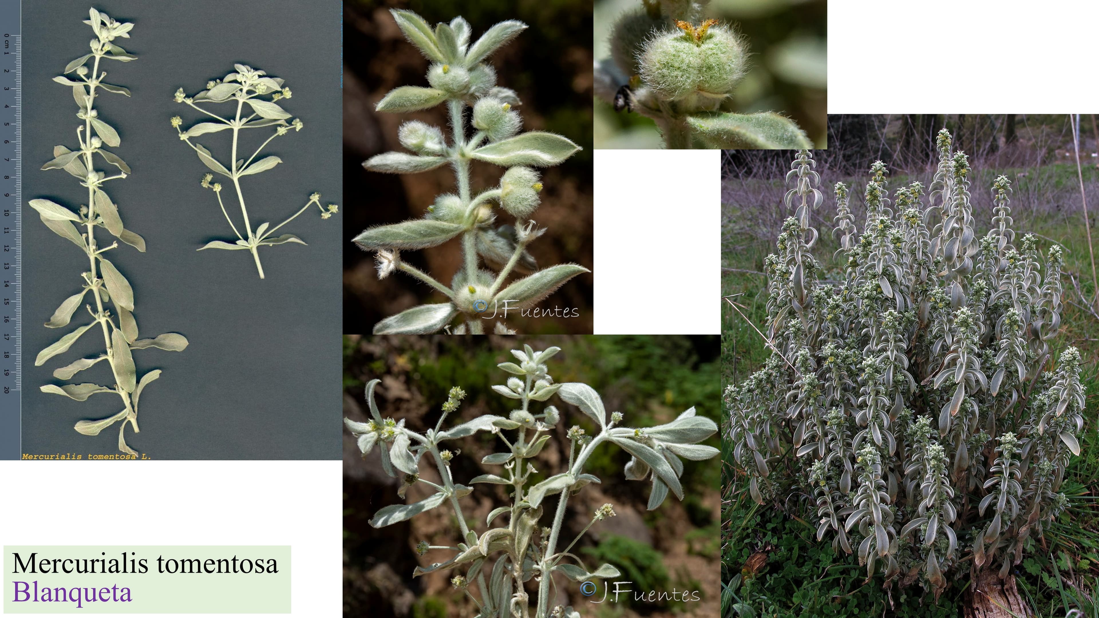 Mercurialis tomentosa