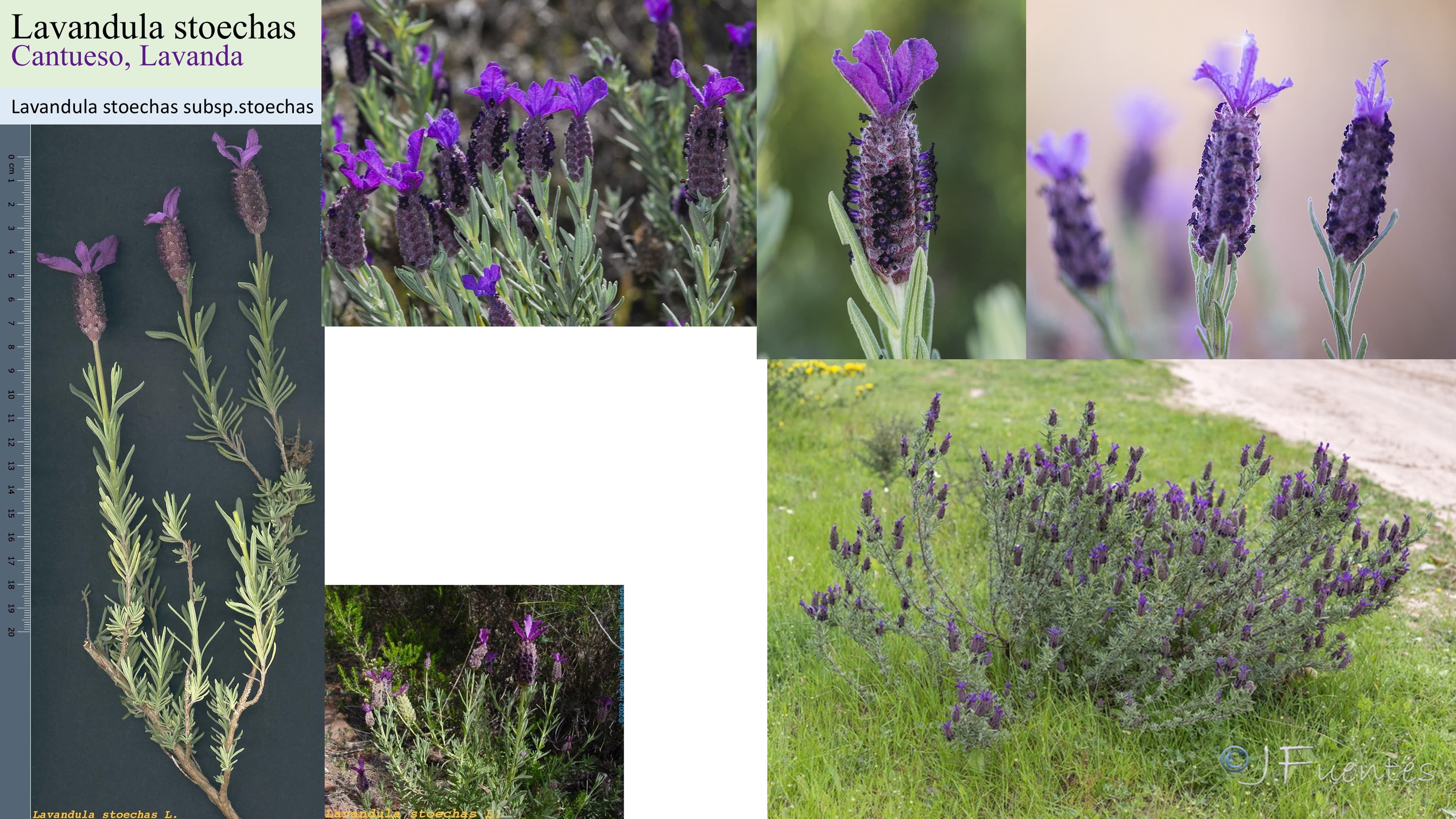 Lavandula stoechas