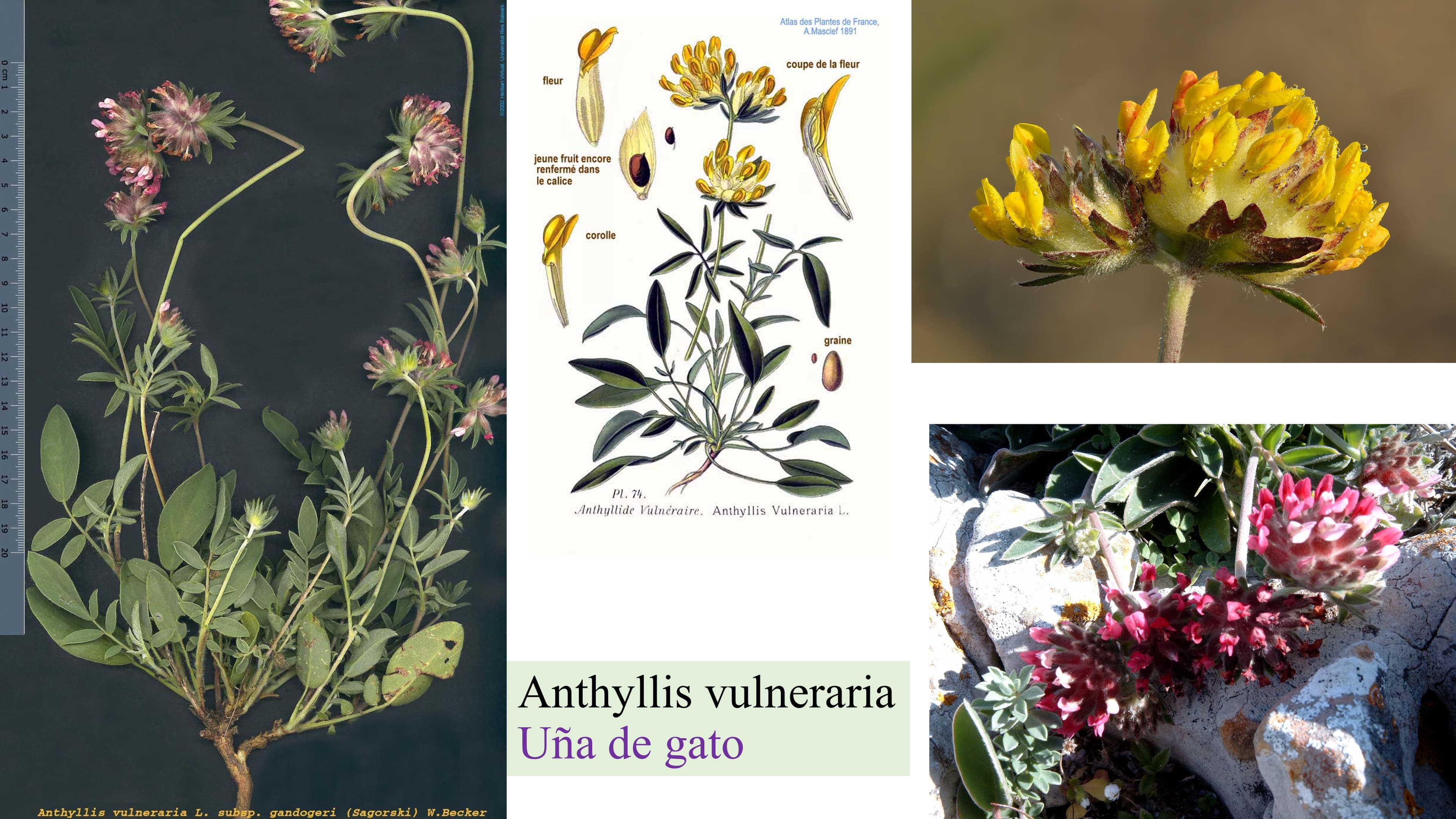 Anthyllis vulneraria