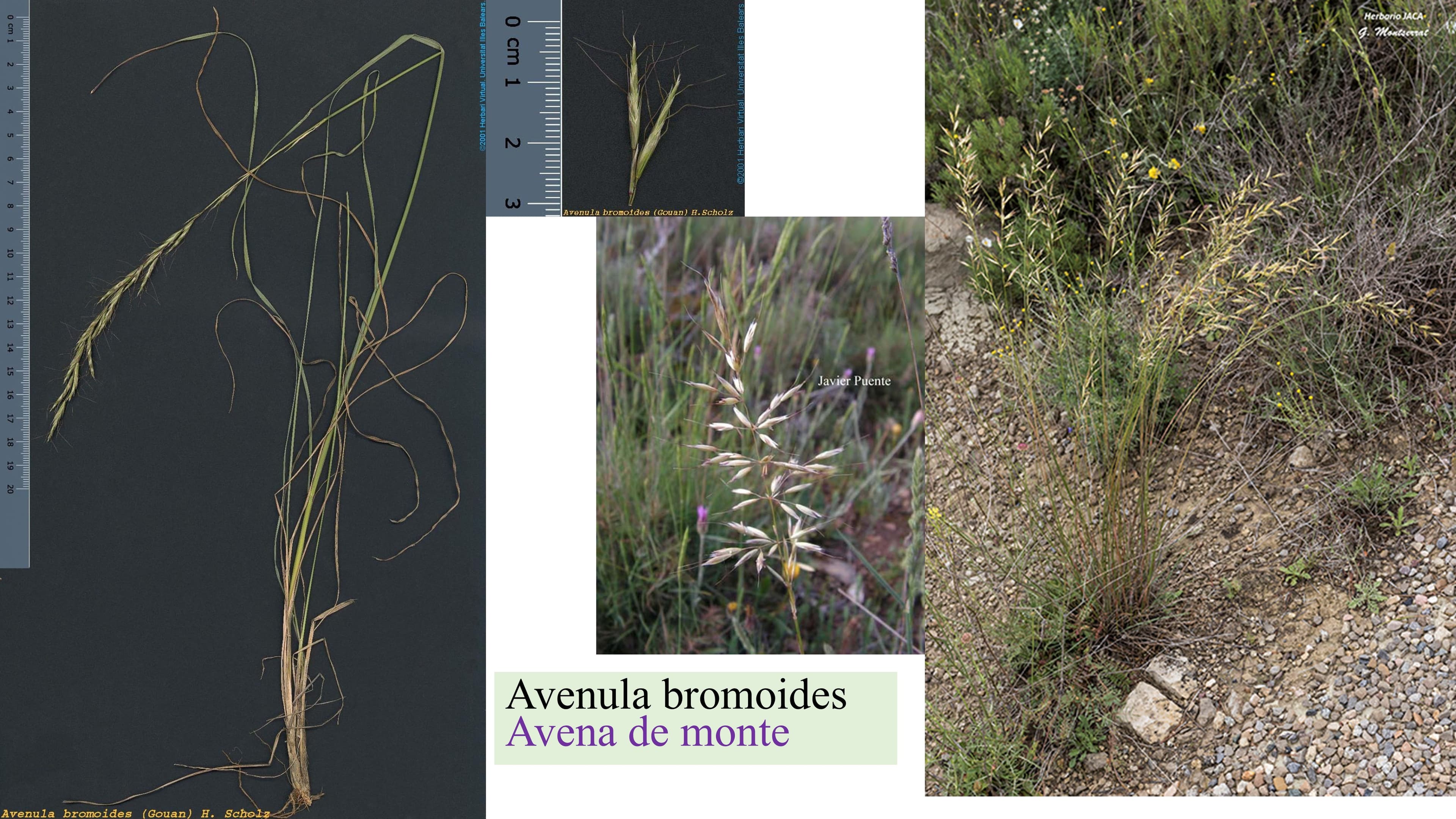 Avenula bromoides