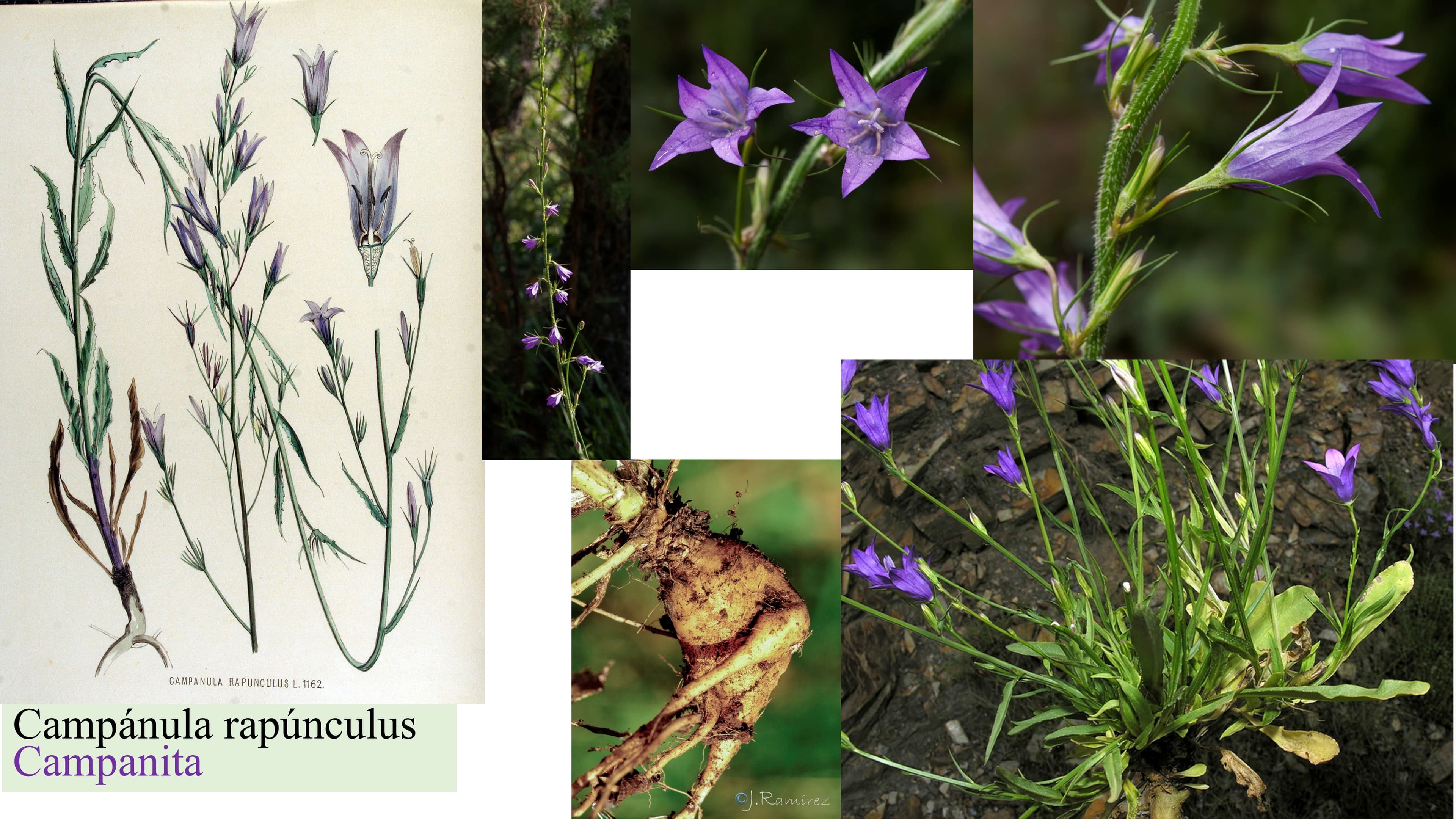 Campanula rapunculus