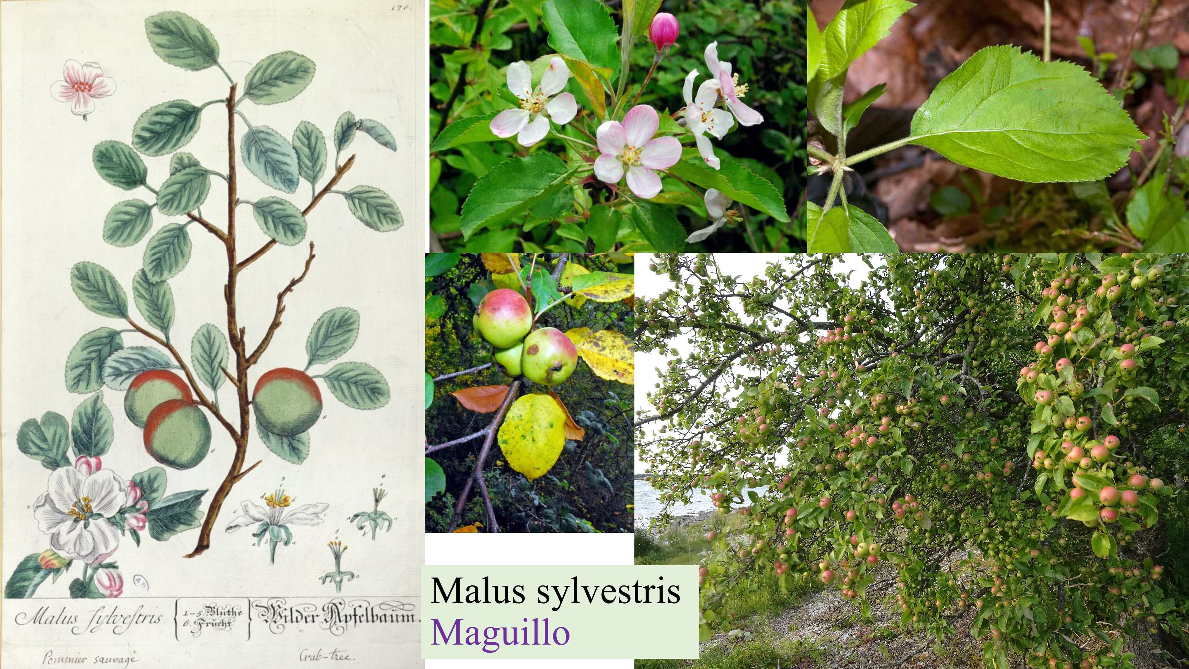 Malus sylvestris