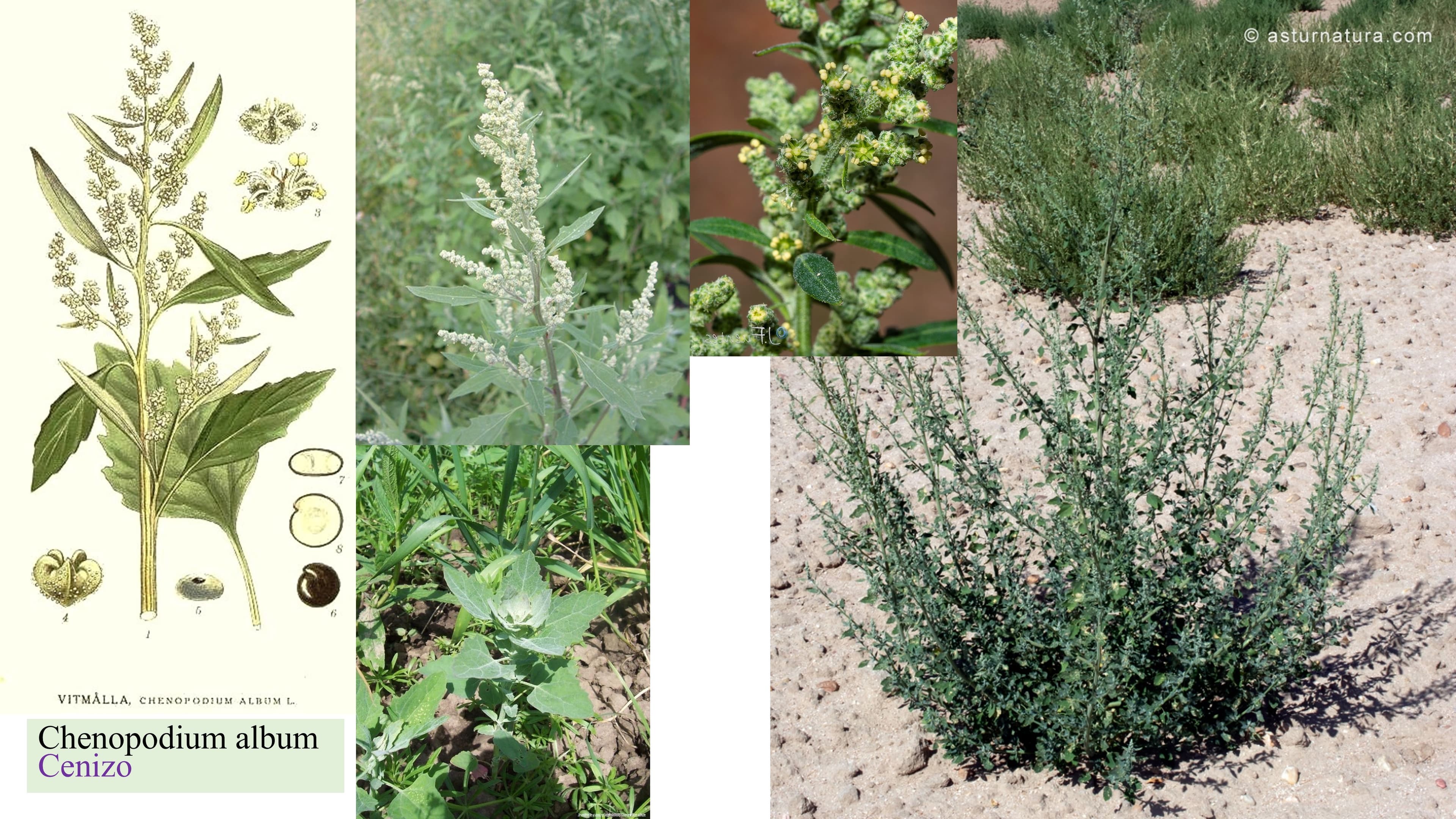 Chenopodium album