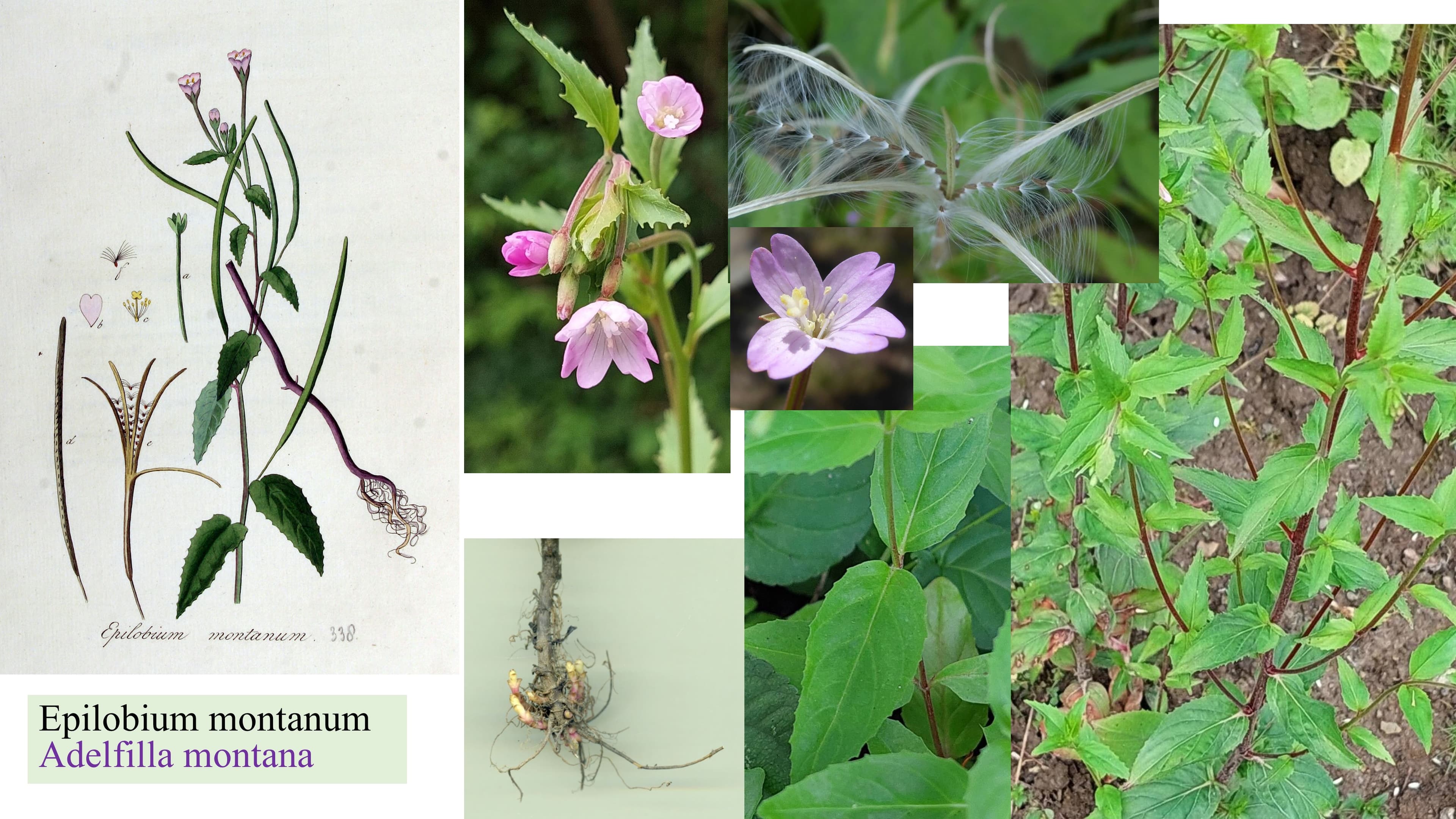 Epilobium montanum
