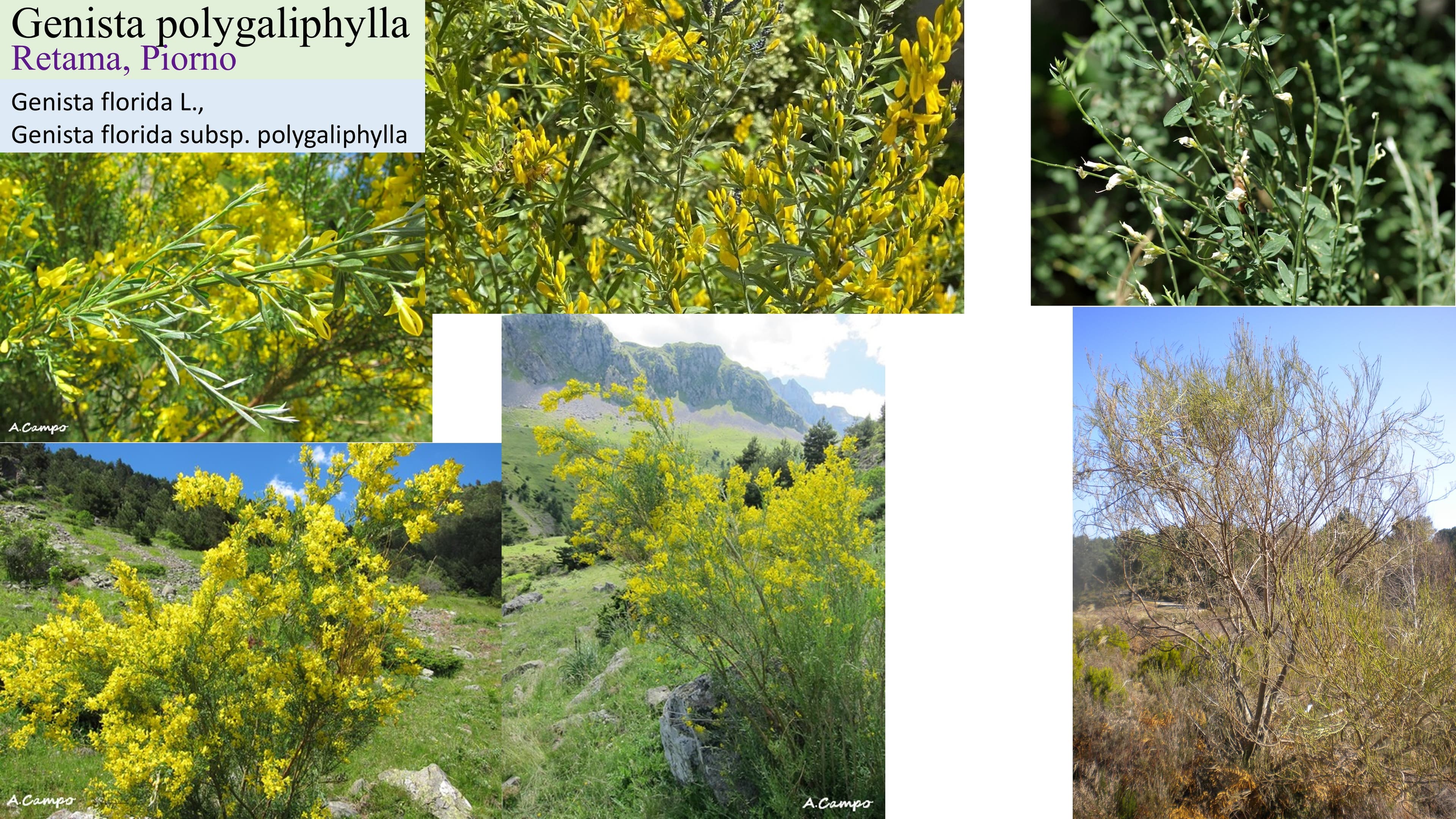 Genista polygaliphylla