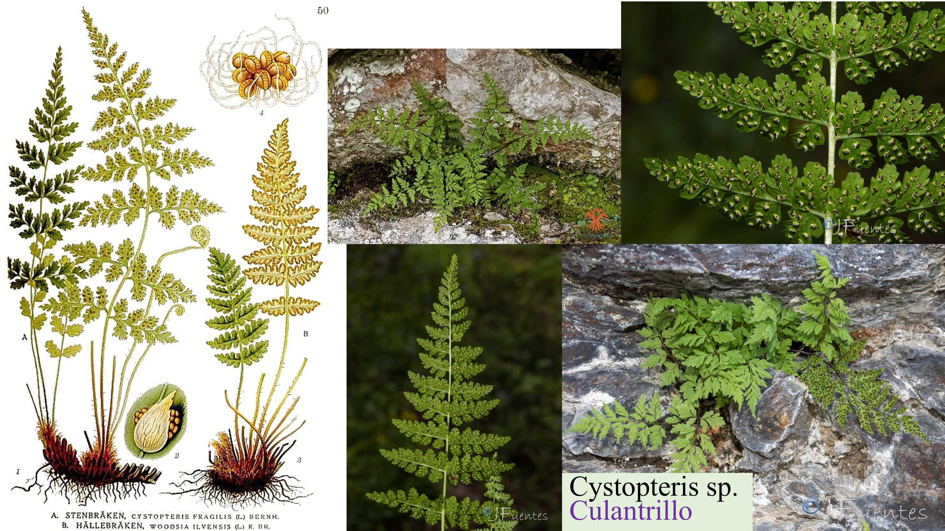 Cystopteris fragilis
