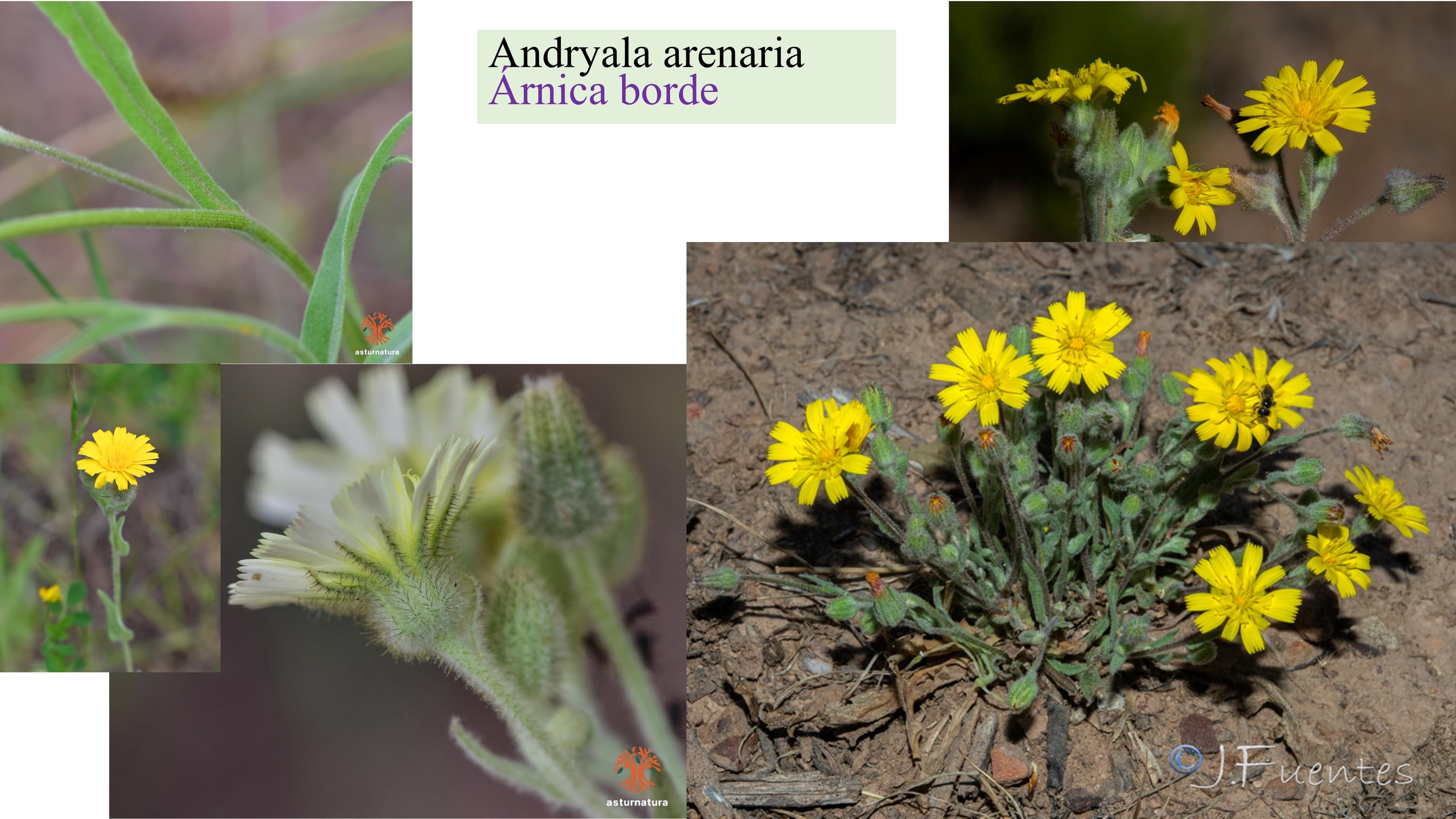 Andryala arenaria