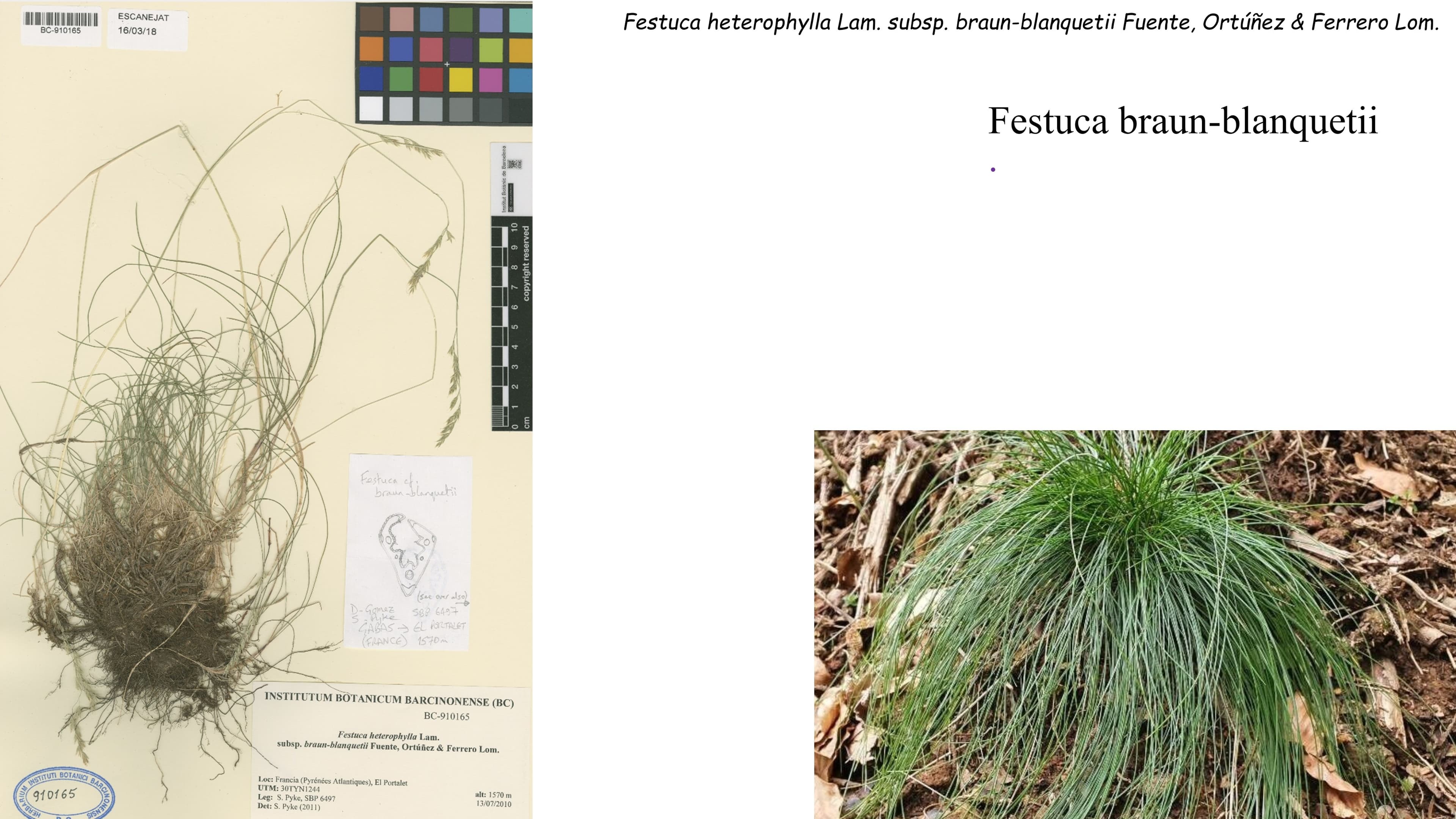 Festuca braun-blanquetii