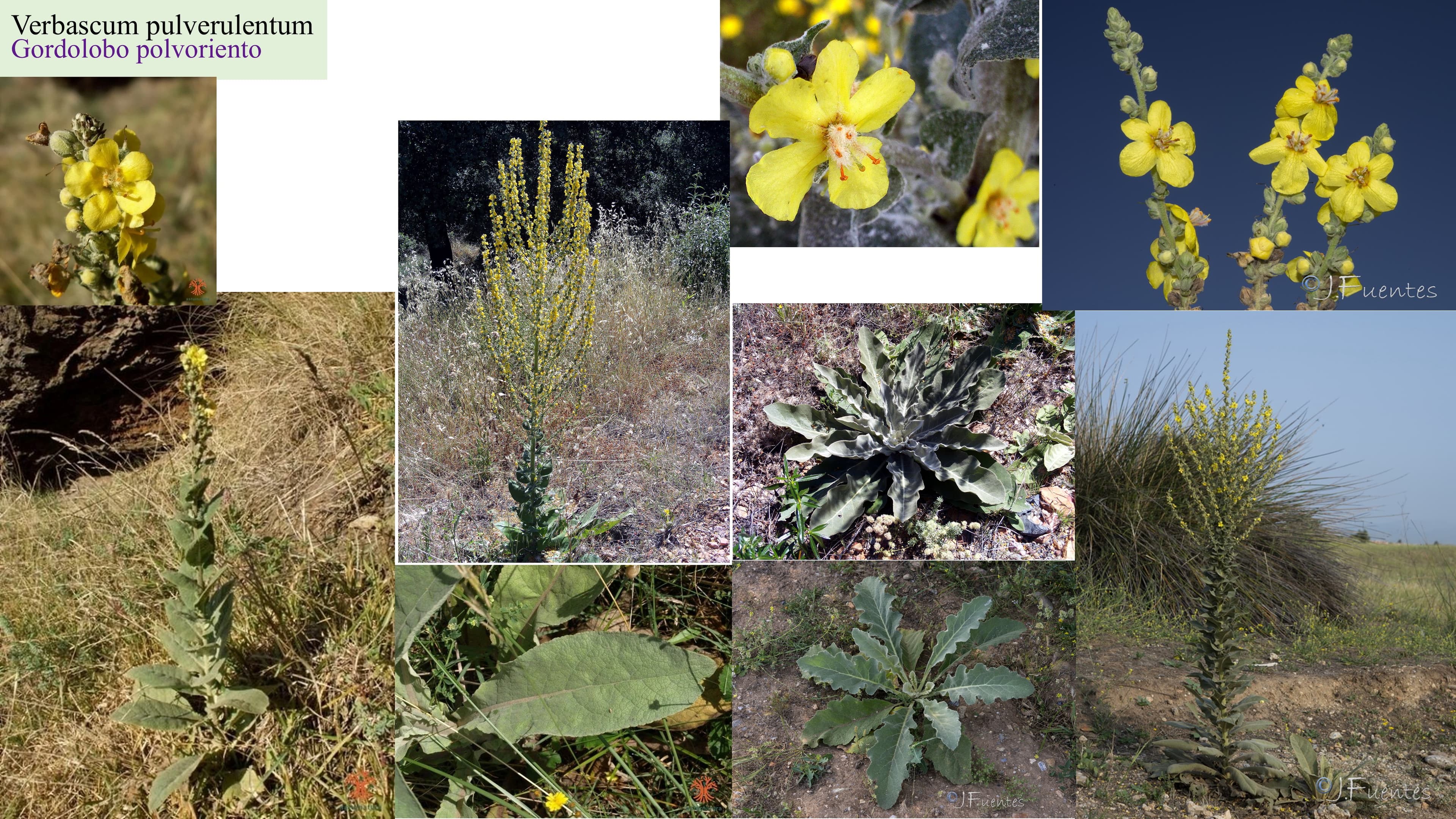 Verbascum pulverulentum