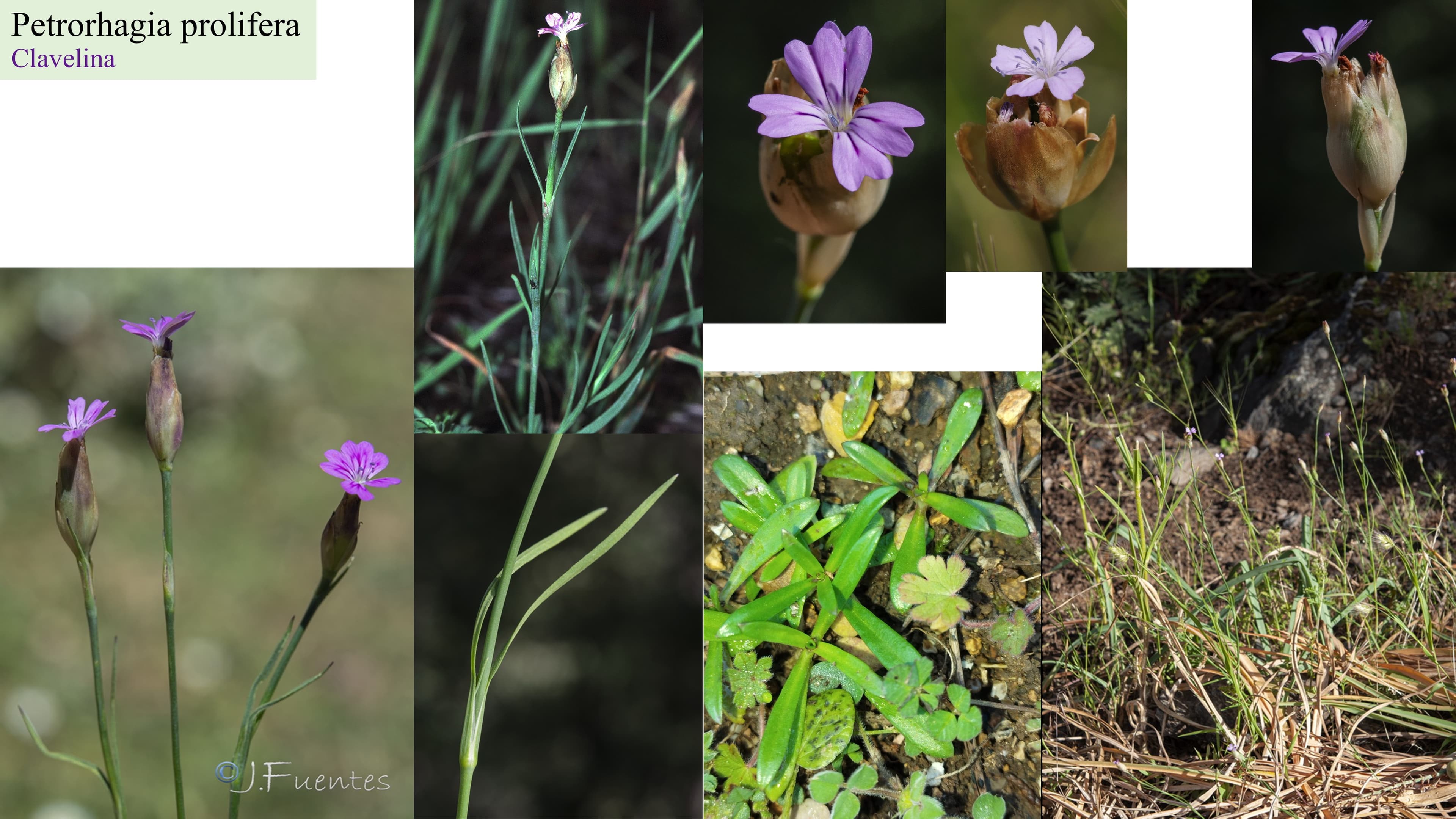 Petrorhagia prolifera