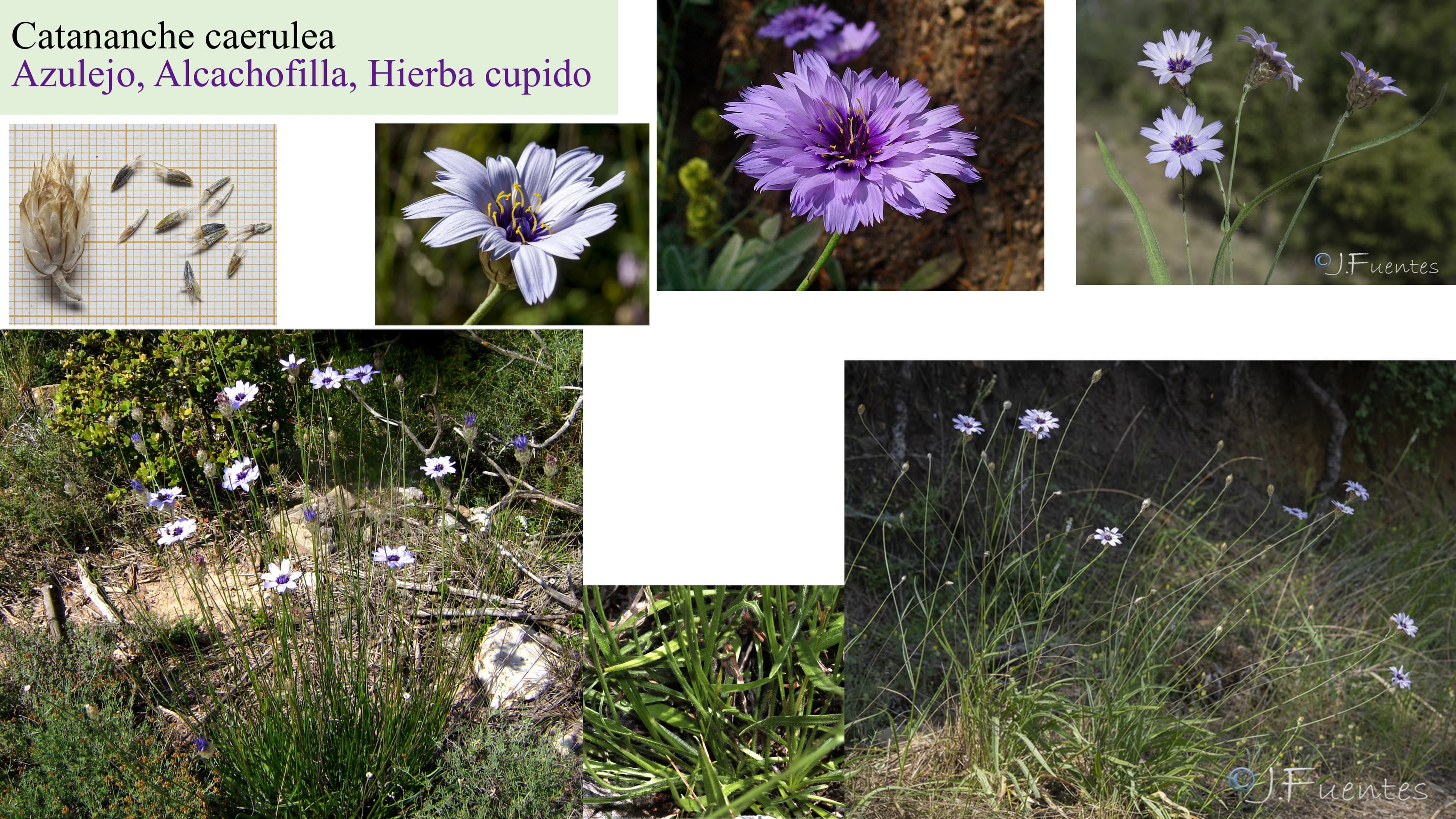 Catananche caerulea