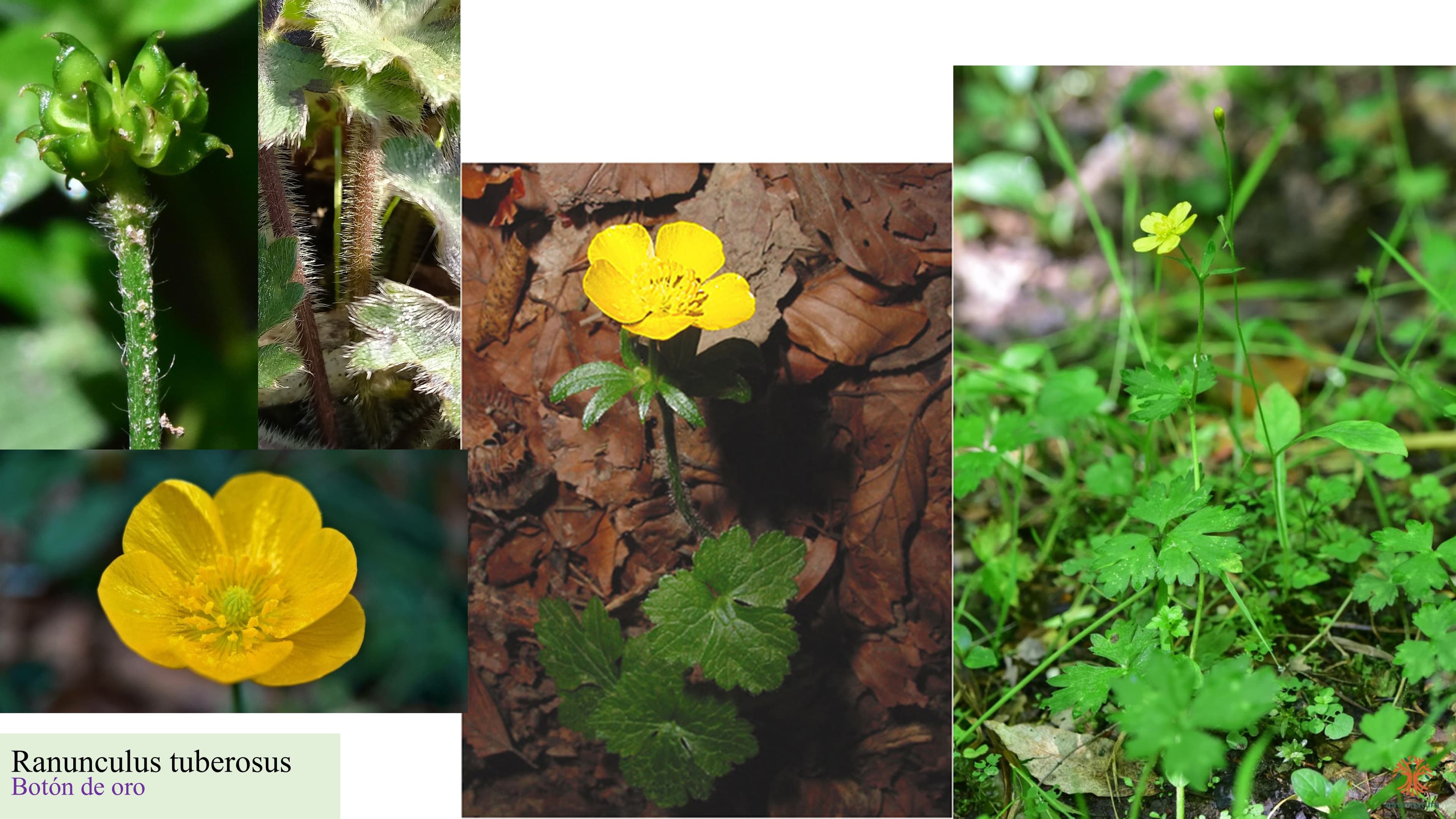 Ranunculus tuberosus