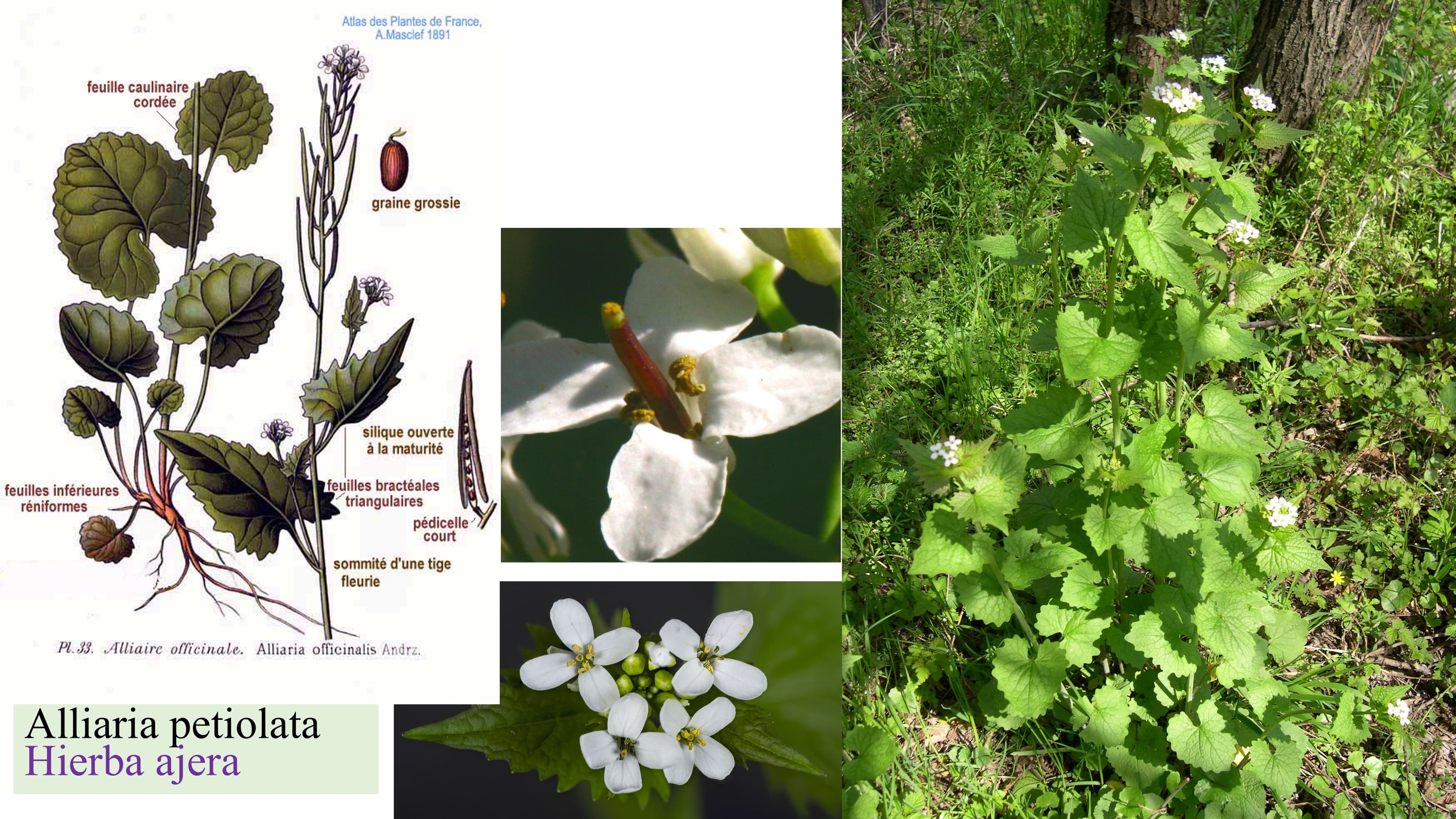 Alliaria