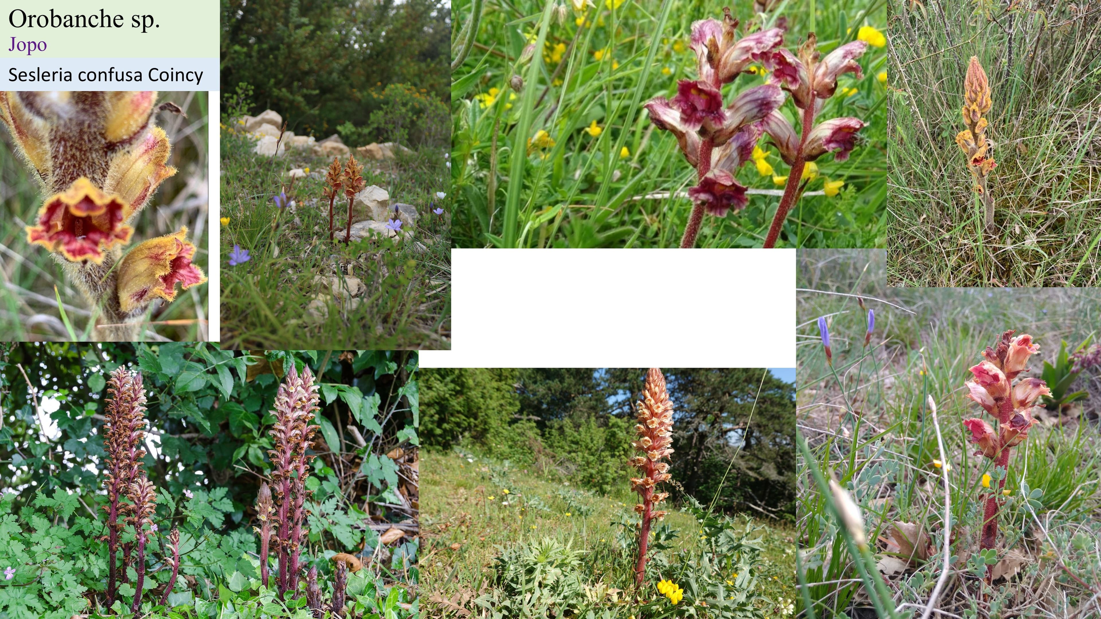 Orobanche sp.